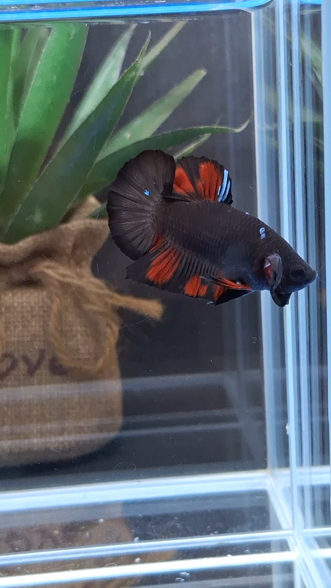Avatar Black Red Vampire Fire Plakat HMPK Betta Fish Male