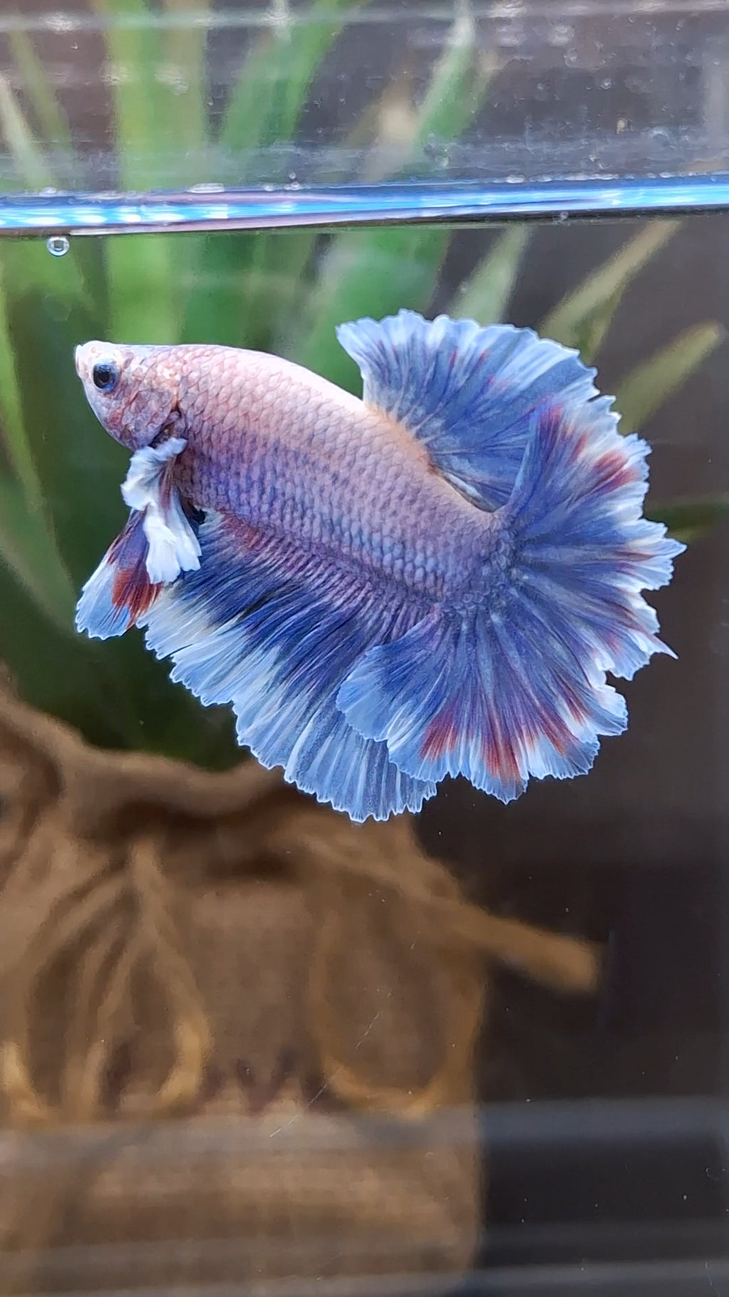 King Feathertail Dumbo Ear Grizzle Butterfly Purple Wash Betta Fish