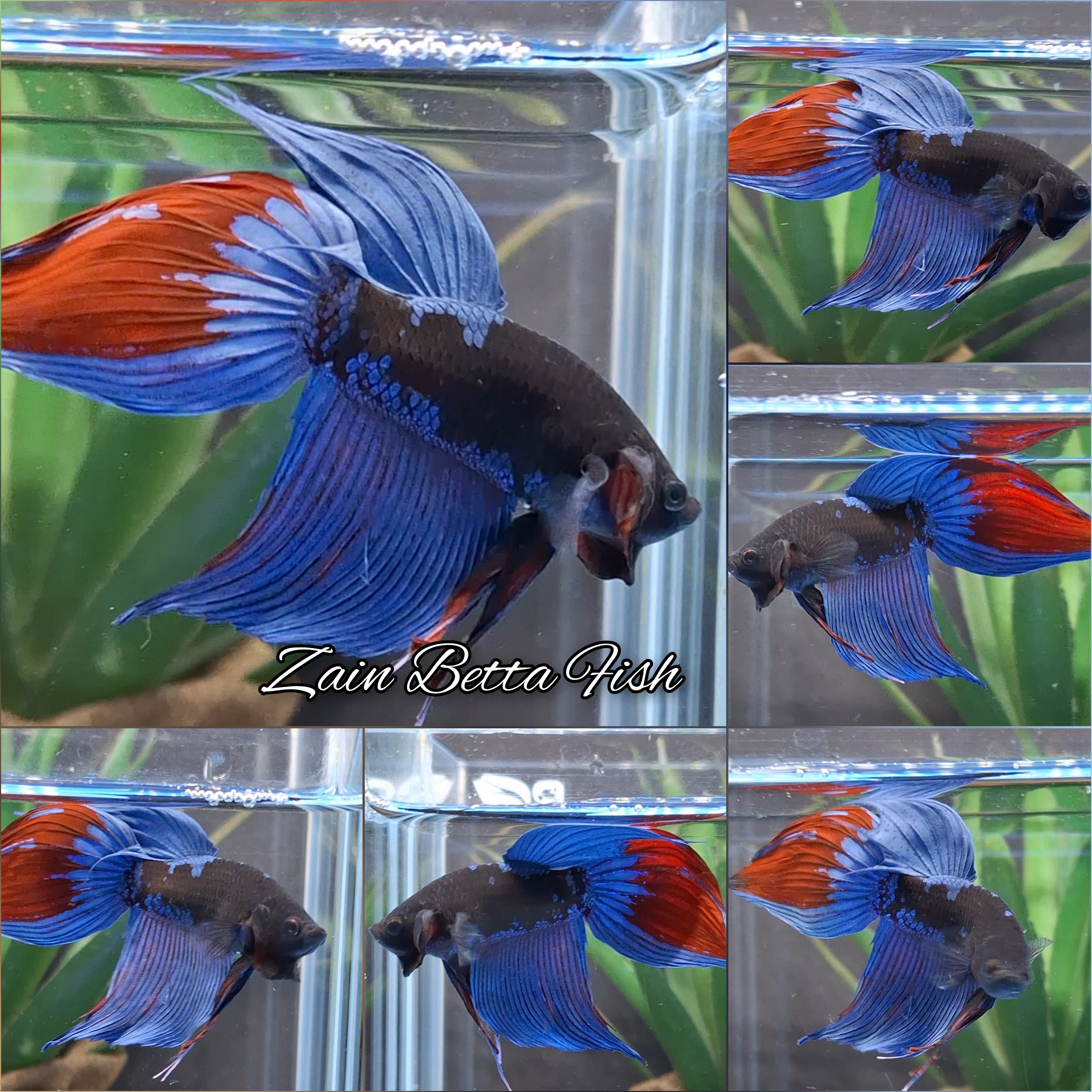 Veiltail Black Series Avatar Tricolor Rare Betta Fish Male