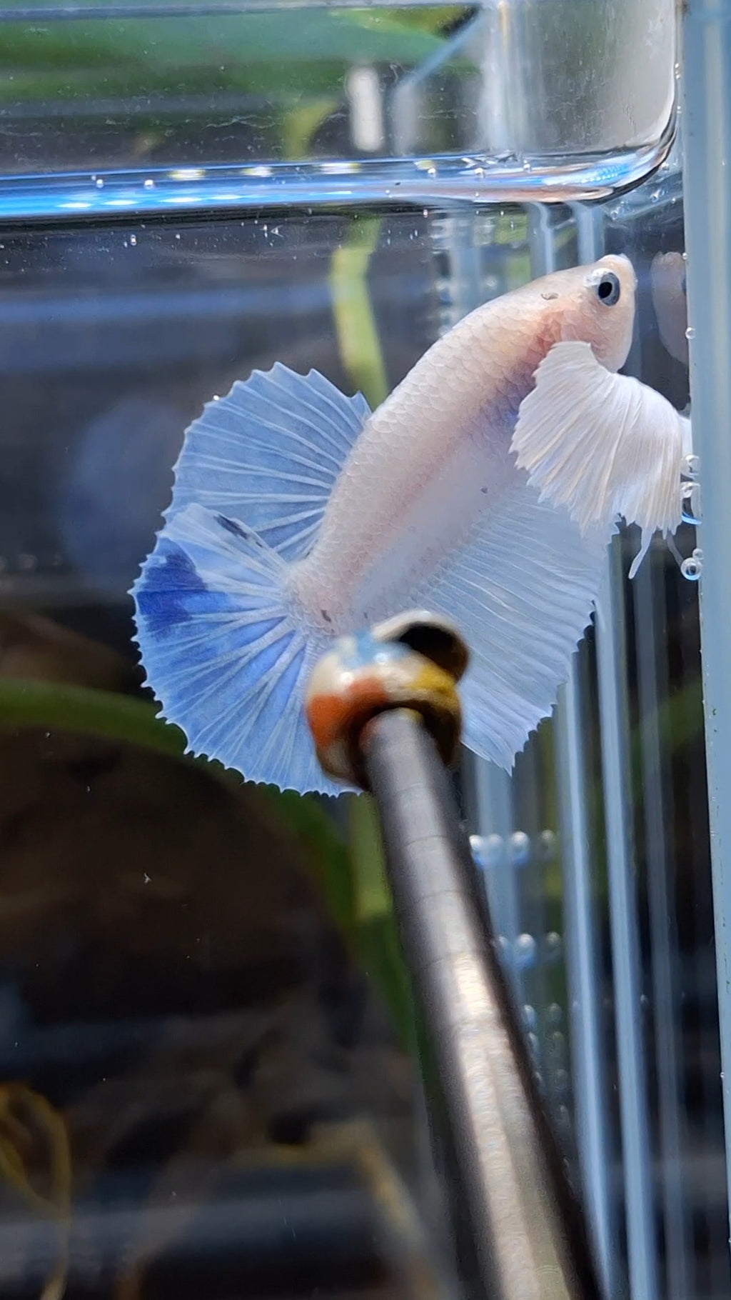 Dumbo Ear White Unicorn Plakat HMPK Betta Fish Male