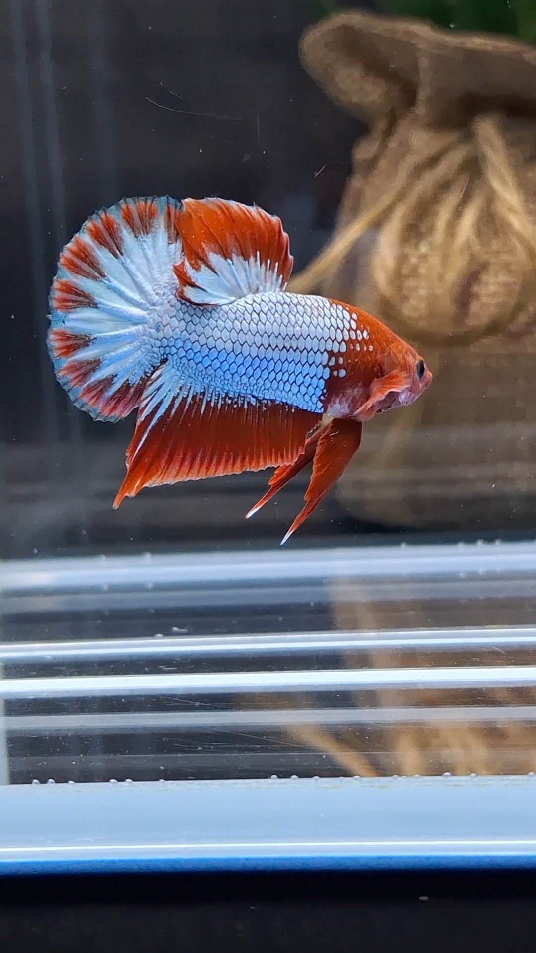 Red Fancy Copper FCCP Startail Plakat HMPK Betta Fish Male