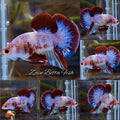 Purple Unique Color AOC Rare Plakat HMPK Betta Fish Male