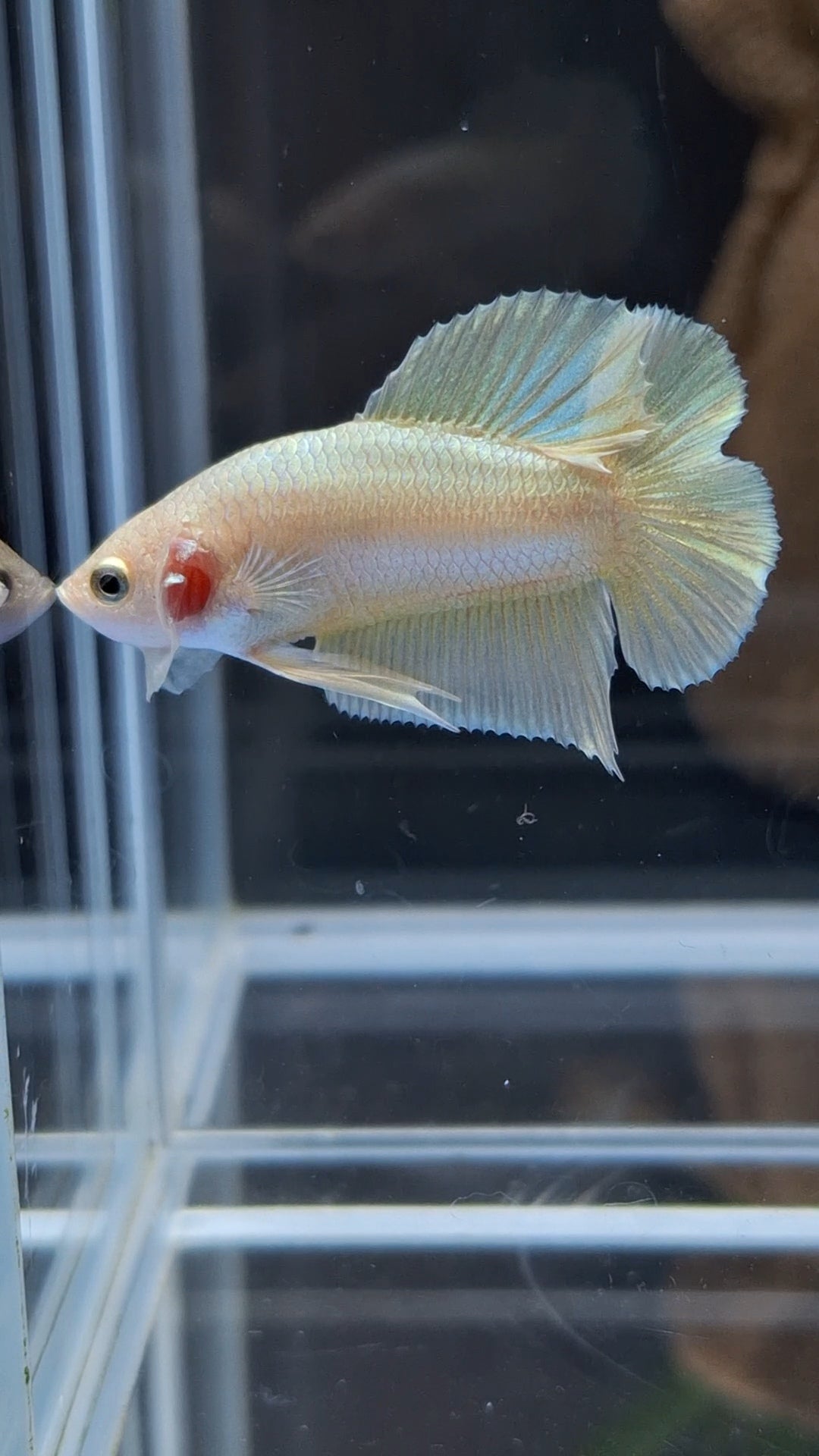 Junior Gold Double Tail Plakat DTPK HMPK Betta Fish Male
