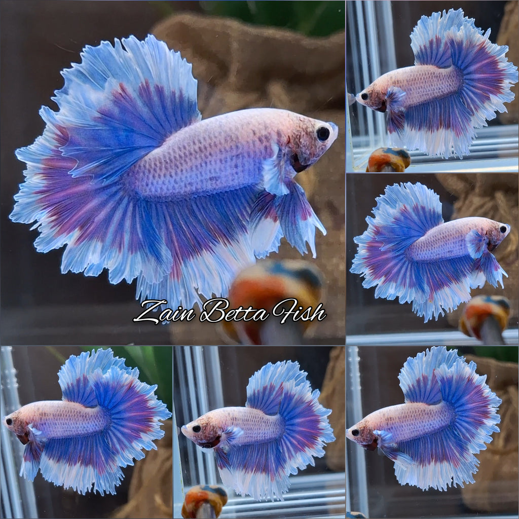 Feathertail Grizzle Aurora Purple Butterfly Betta Fish Male