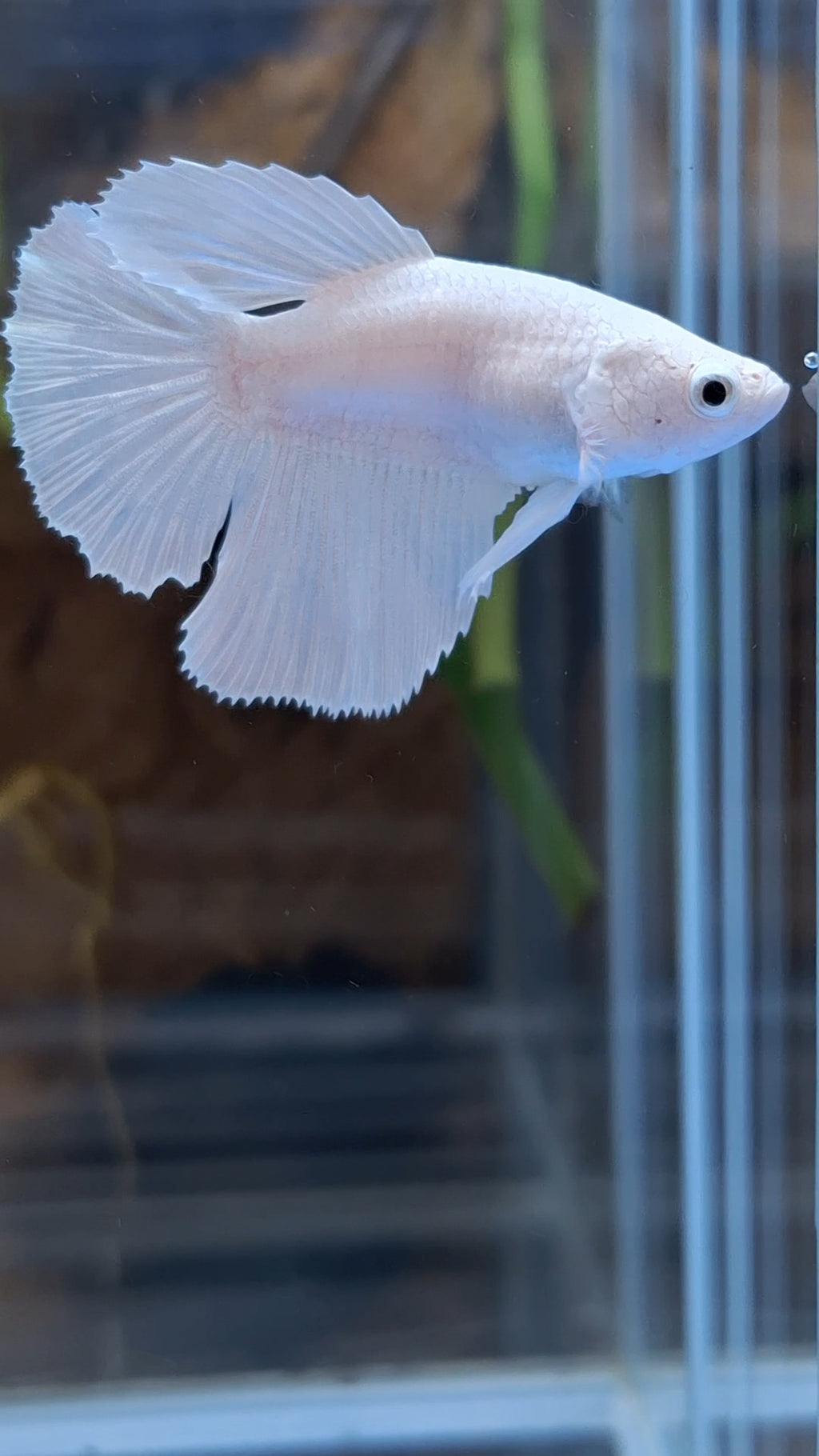 Halfmoon White Platinum Female Betta Fish For Sorority / Breed