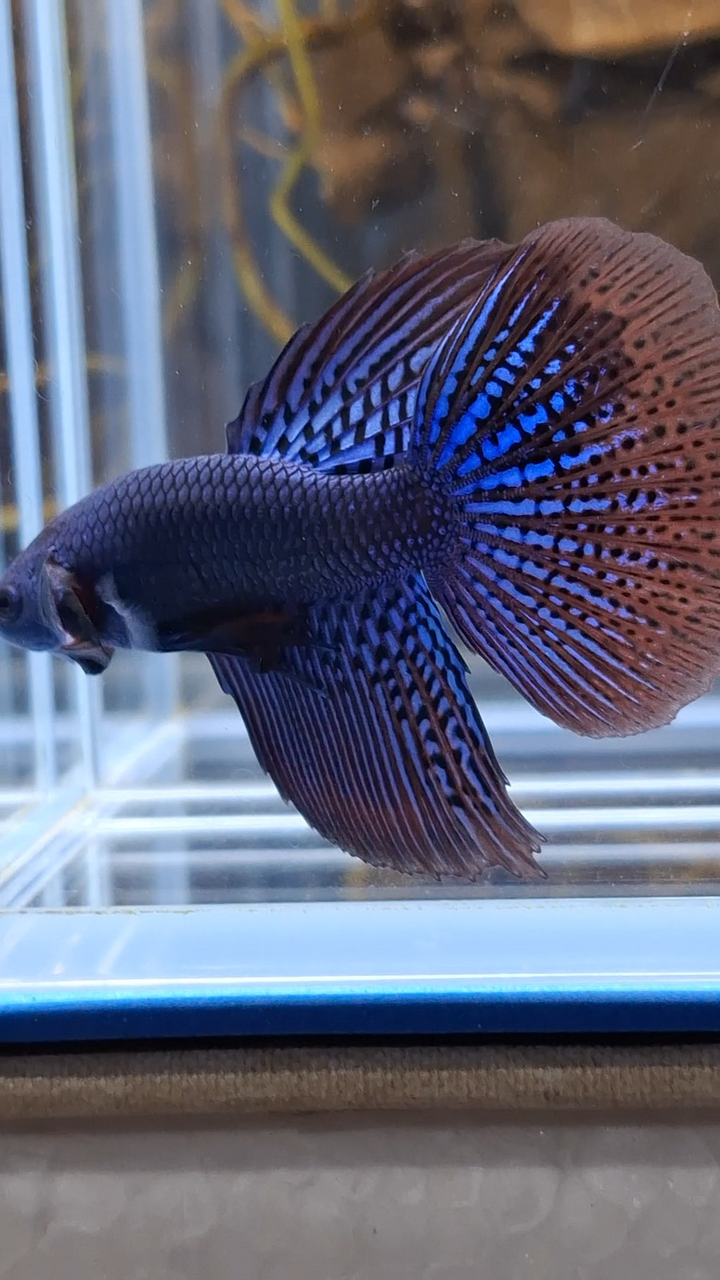 Alien Long Fins Blue Rare Wild Betta Fish Male