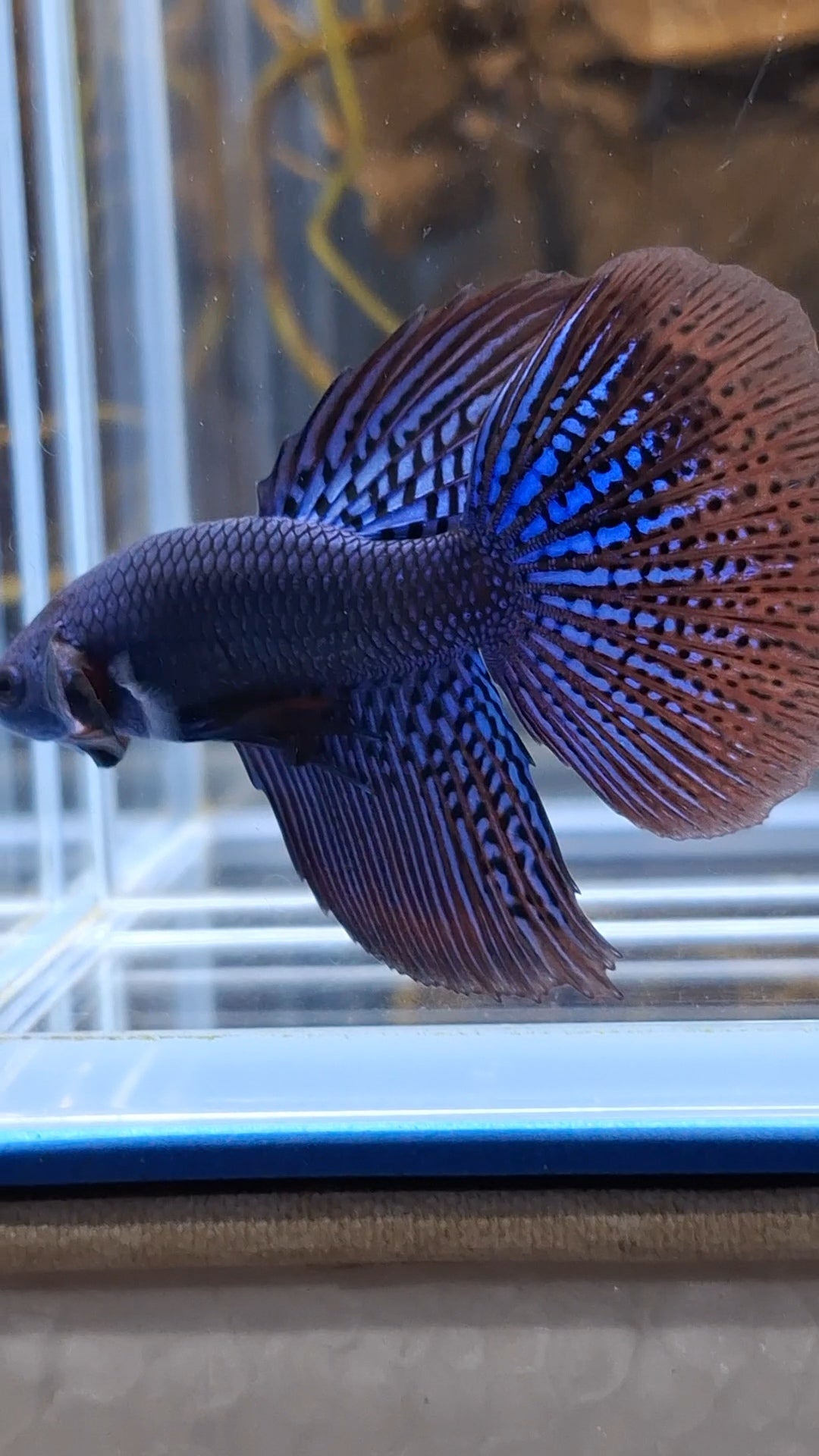 Alien Long Fins Blue Rare Wild Betta Fish Male