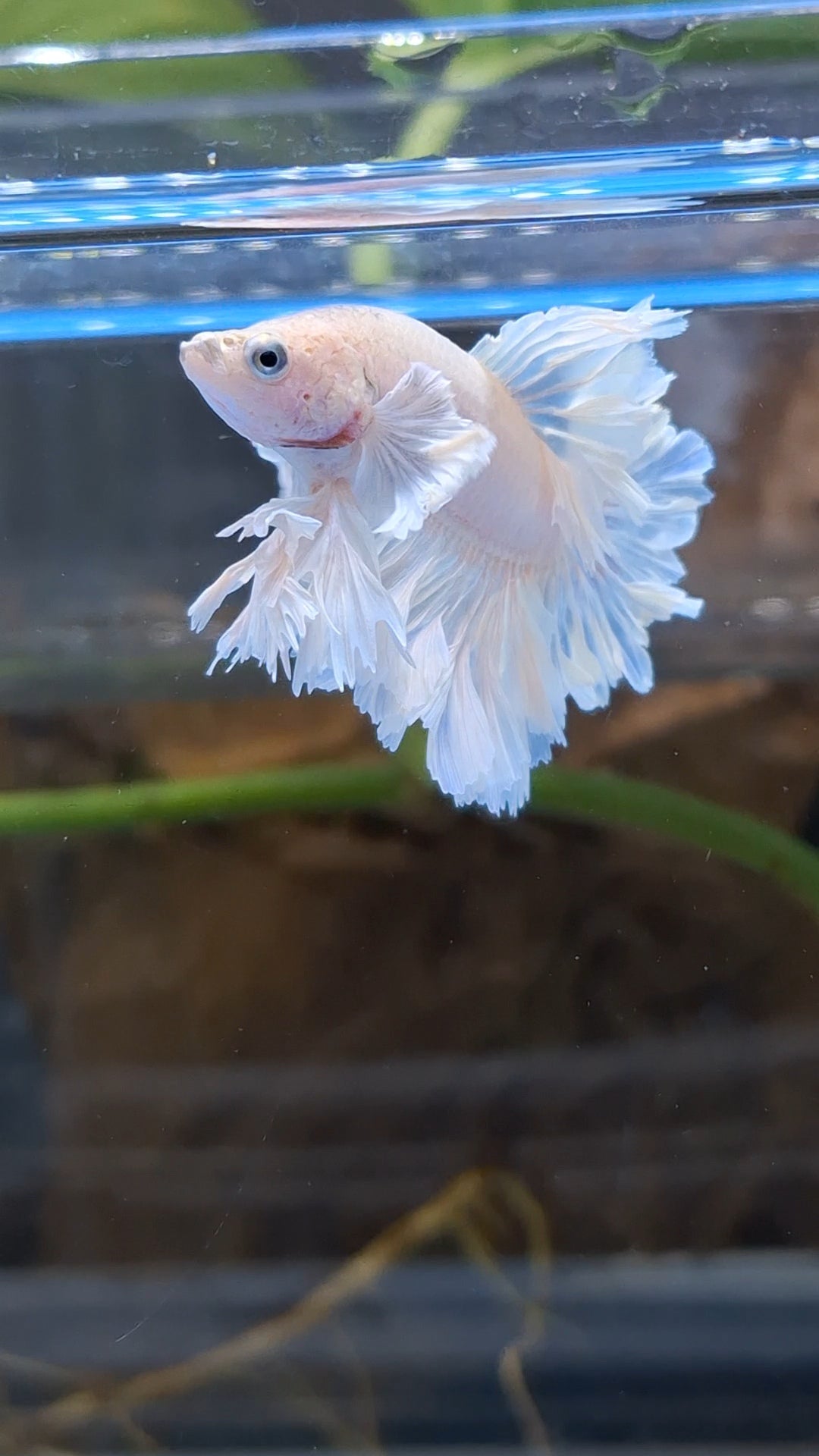 Junior King Feathertail Dumbo Rose Ear White Unicorn Rare Betta Fish Male