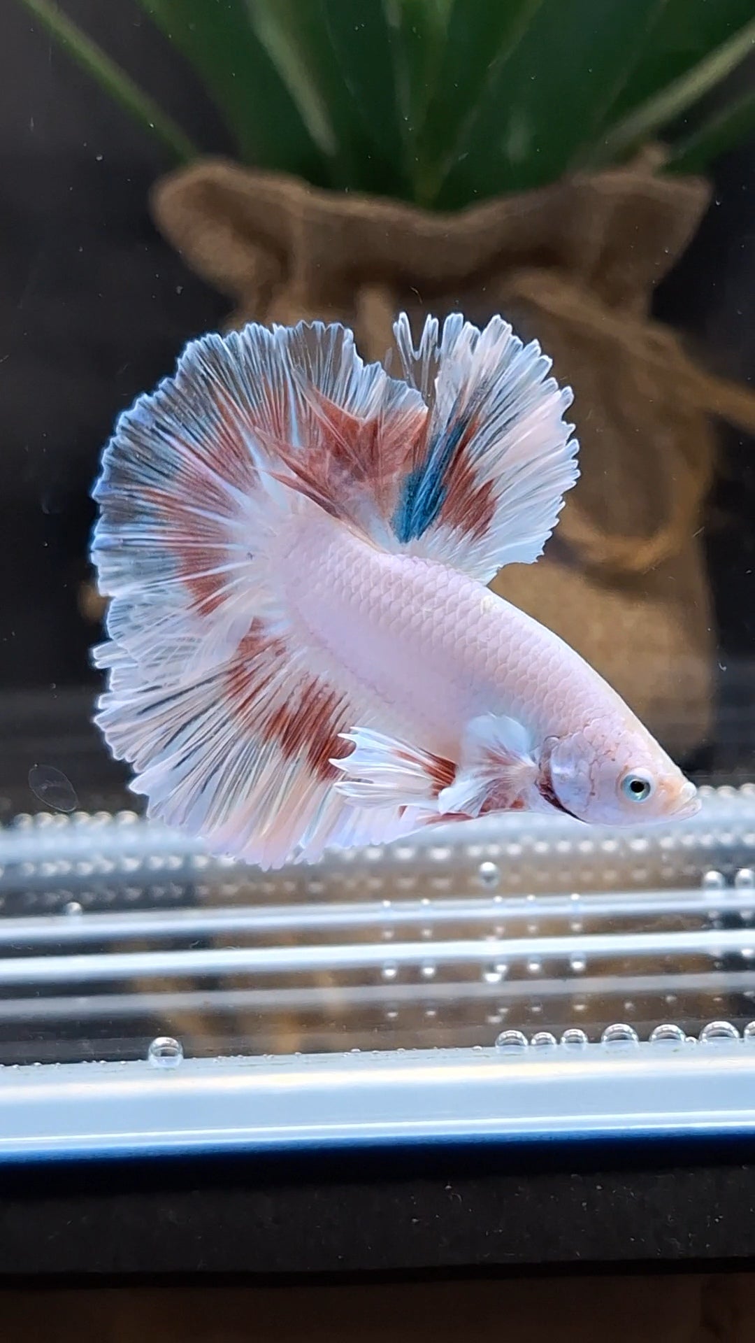 Halfmoon Feathertail Pink Fancy Betta Fish Male