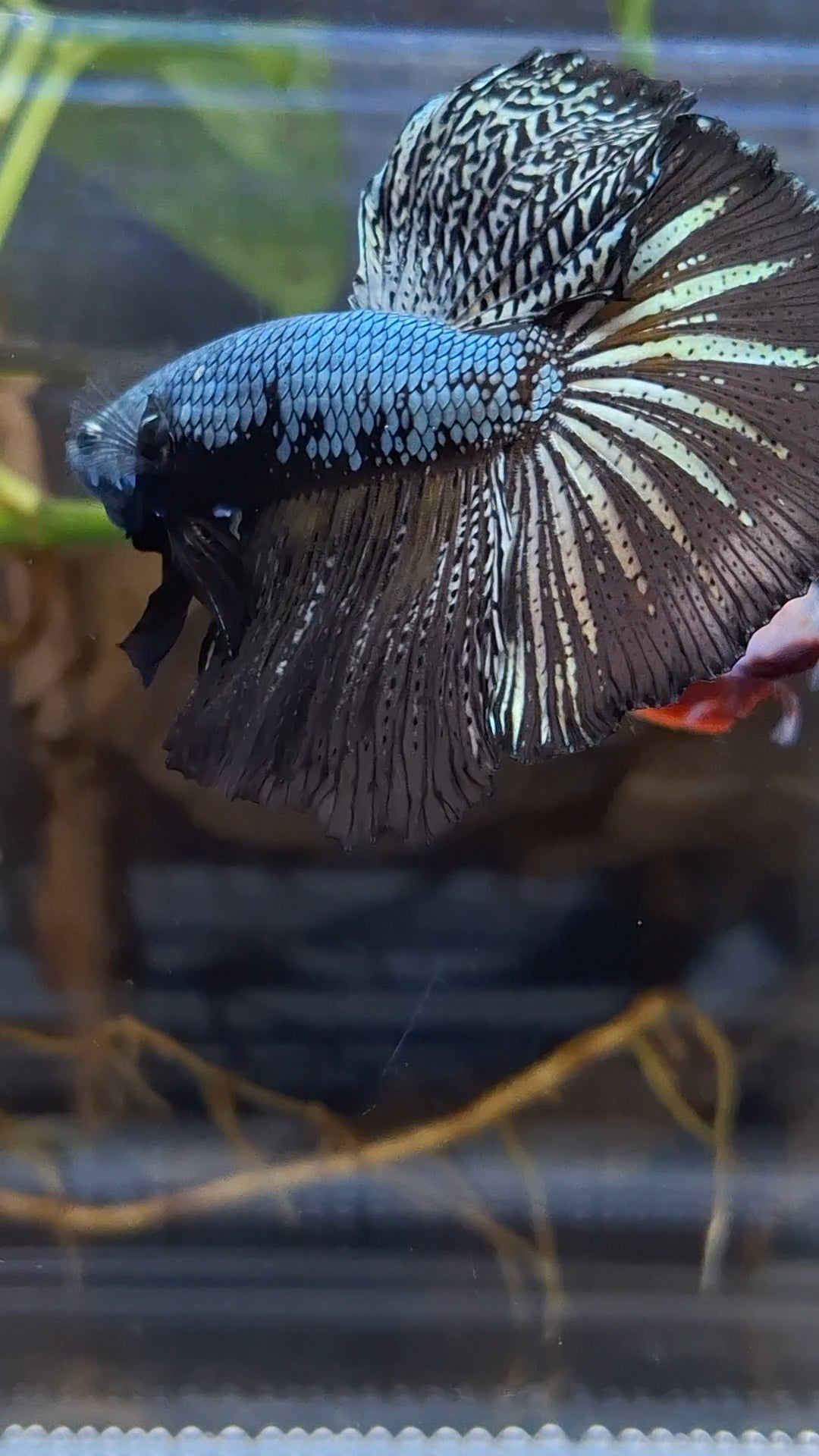 Halfmoon Black Dragon Copper Betta Fish Male