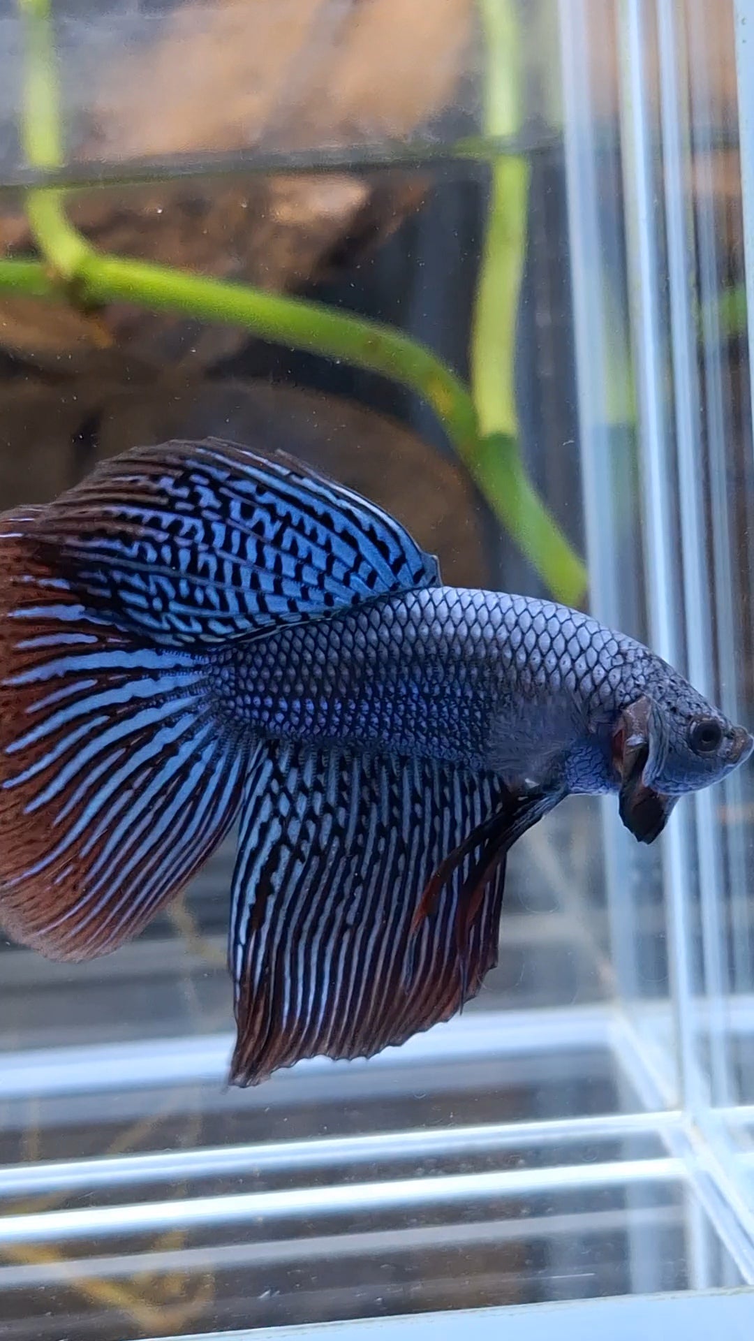 Alien Long Fins Rare Wild Betta Fish Male