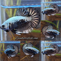 Samurai Plakat HMPK Betta Fish Male