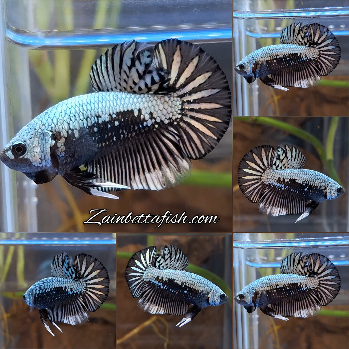 Samurai Plakat HMPK Betta Fish Male