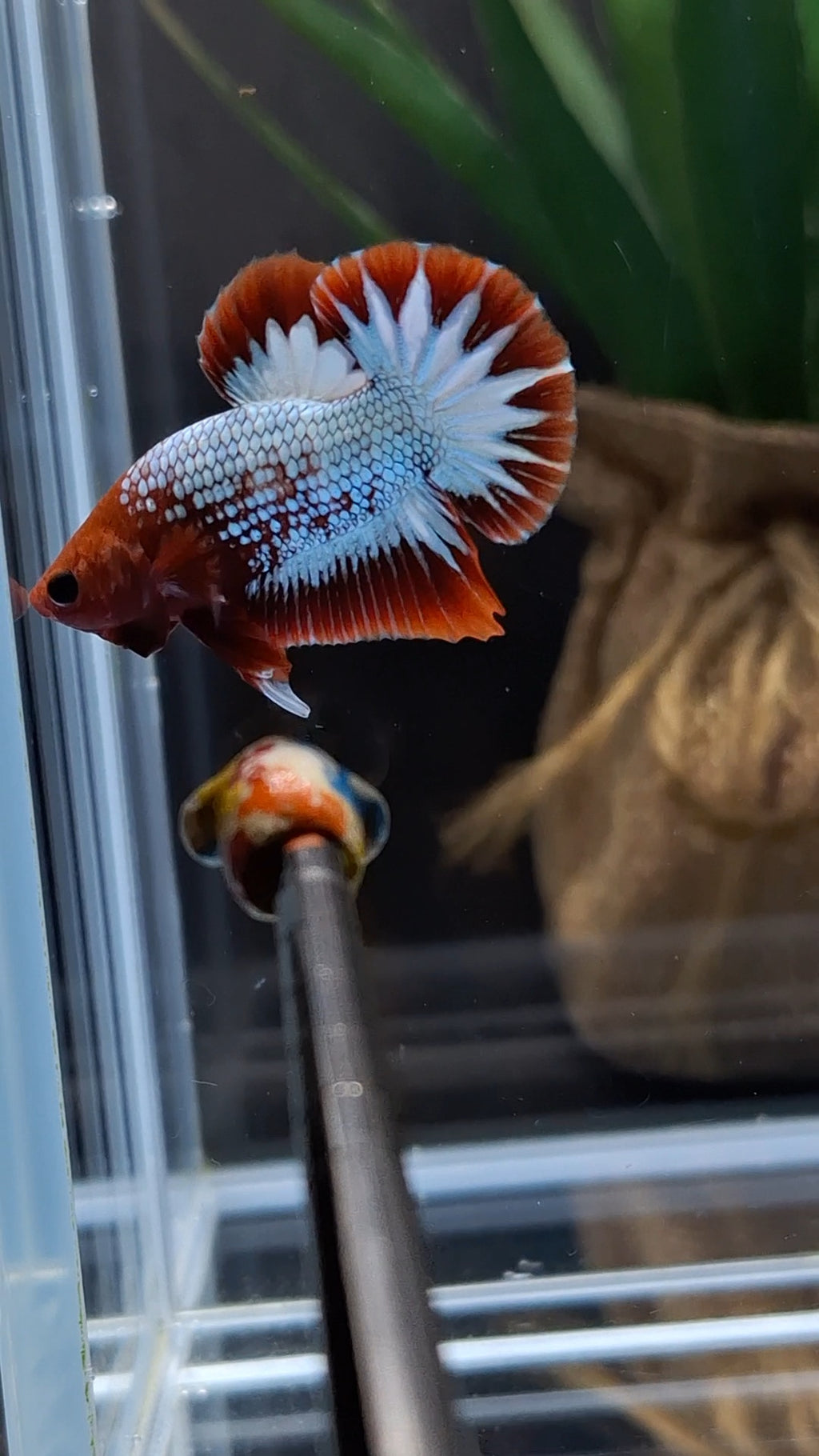 Red Fancy Copper FCCP Startail Plakat HMPK Betta Fish Male