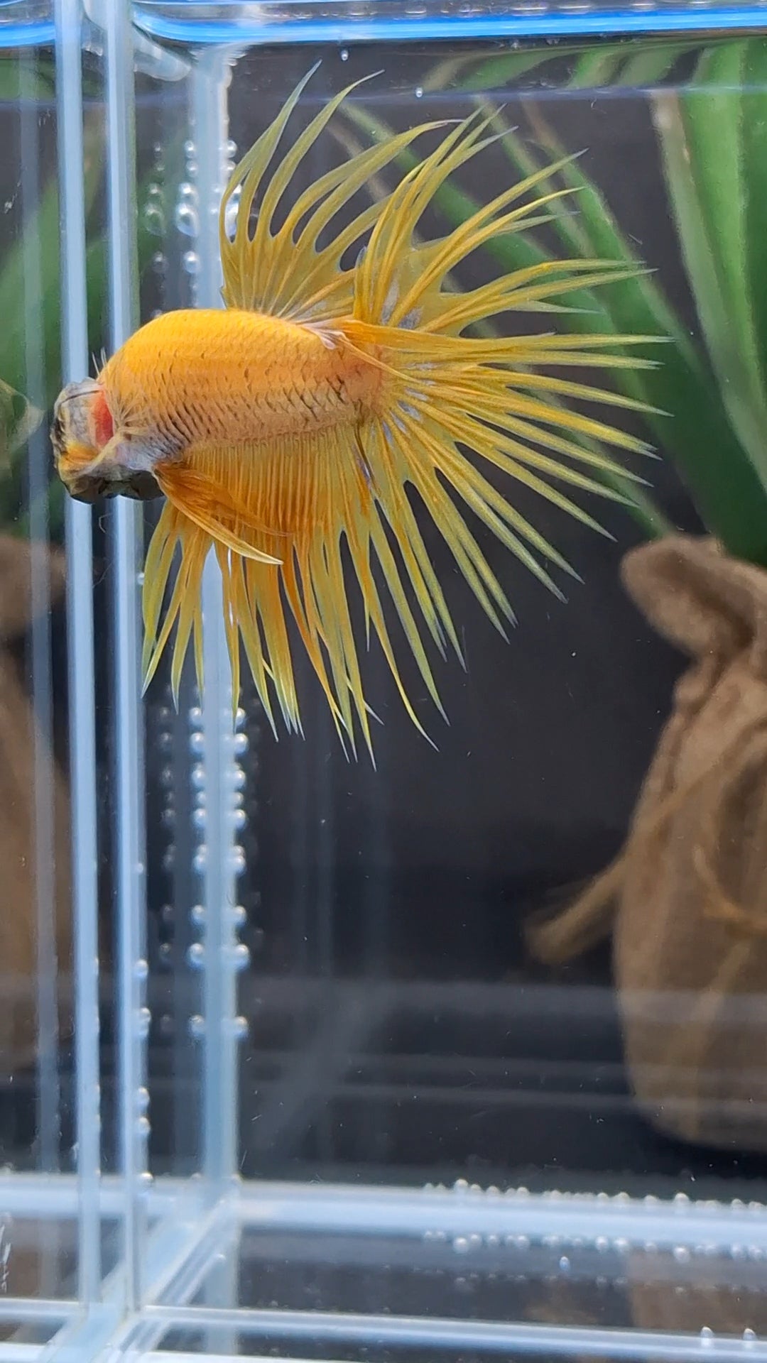 Crowntail Yellow Pineapple Betta Fish Male