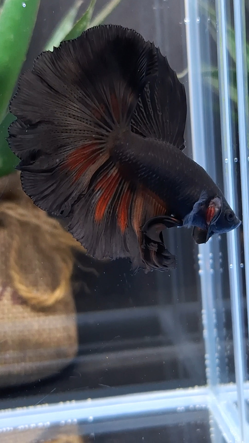 Halfmoon Rosetail Black Vampire Fire Premium Betta Fish Male