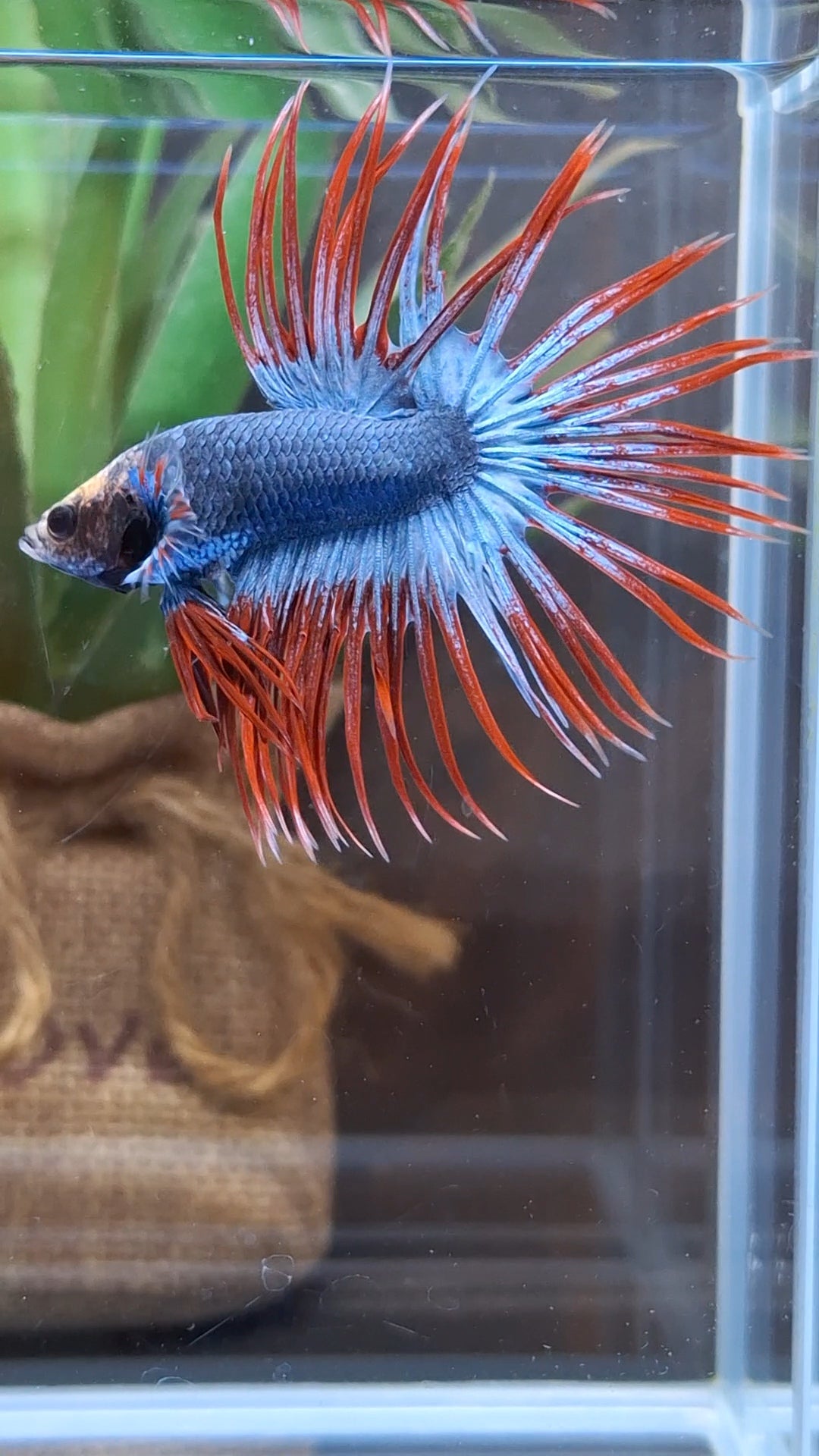 Crowntail Mascot Betta Fish Male