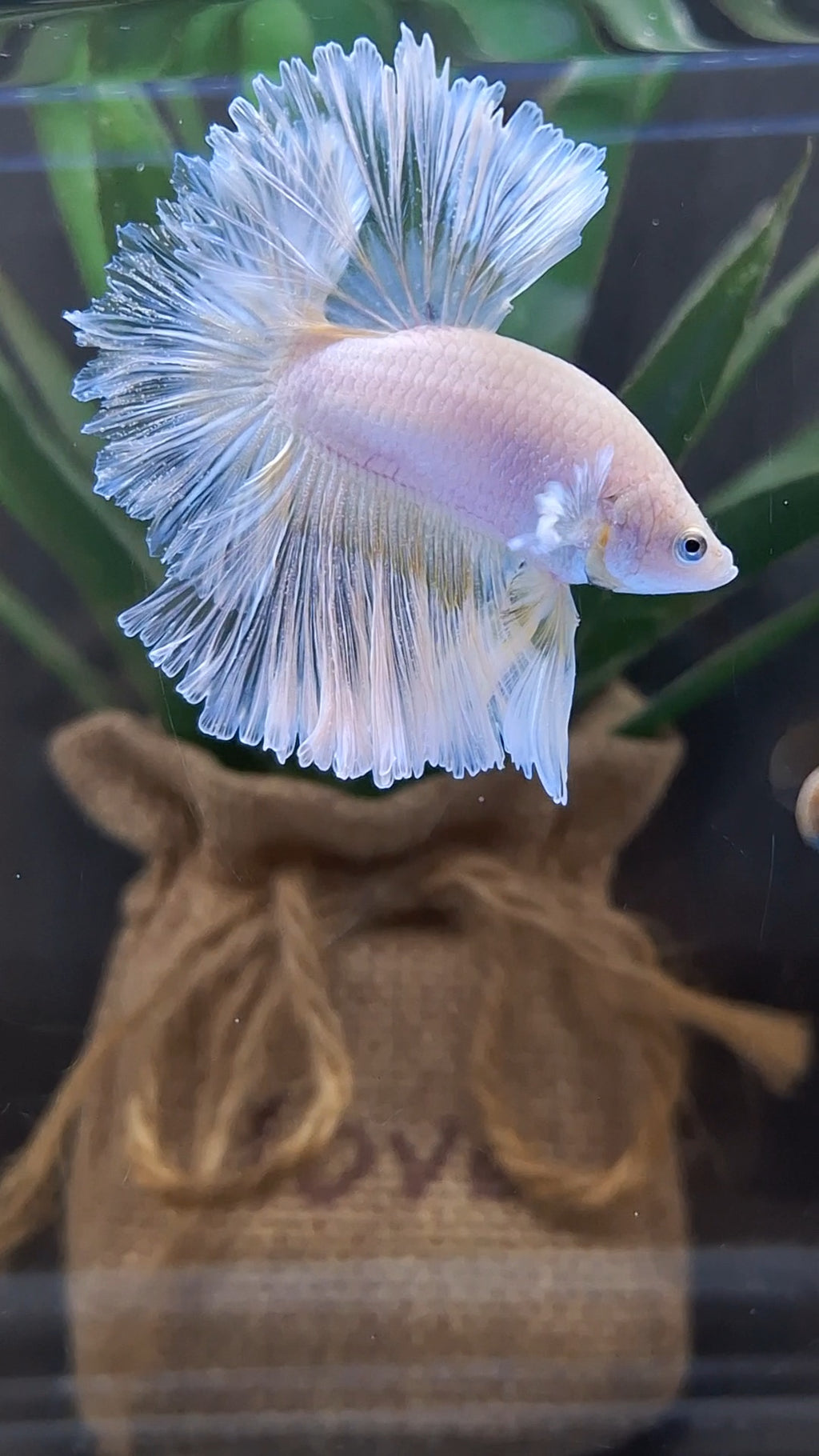 Halfmoon Feathertail Sweet Color Yellow Soft Unicorn Betta Fish Male
