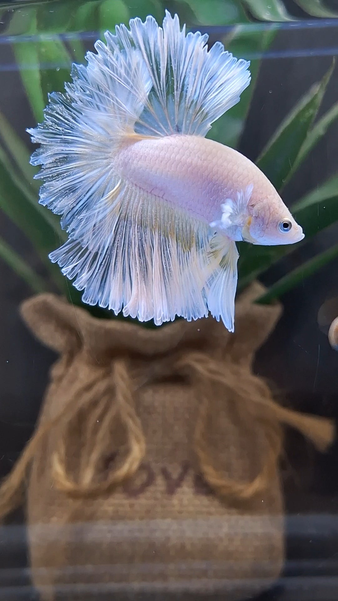 Halfmoon Feathertail Sweet Color Yellow Soft Unicorn Betta Fish Male
