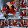 Fancy Candy HMPK Betta Fish Male