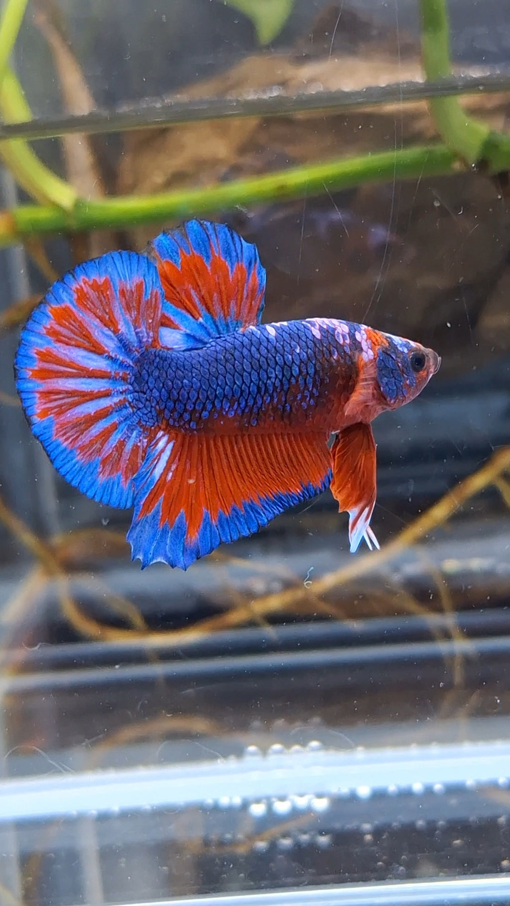 Blue Purple Fancy White Scale Plakat HMPK Betta Fish Male