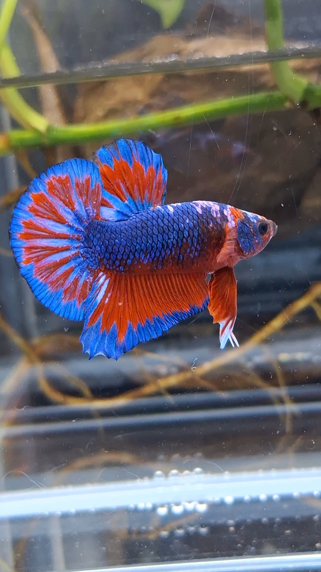 Blue Purple Fancy White Scale Plakat HMPK Betta Fish Male