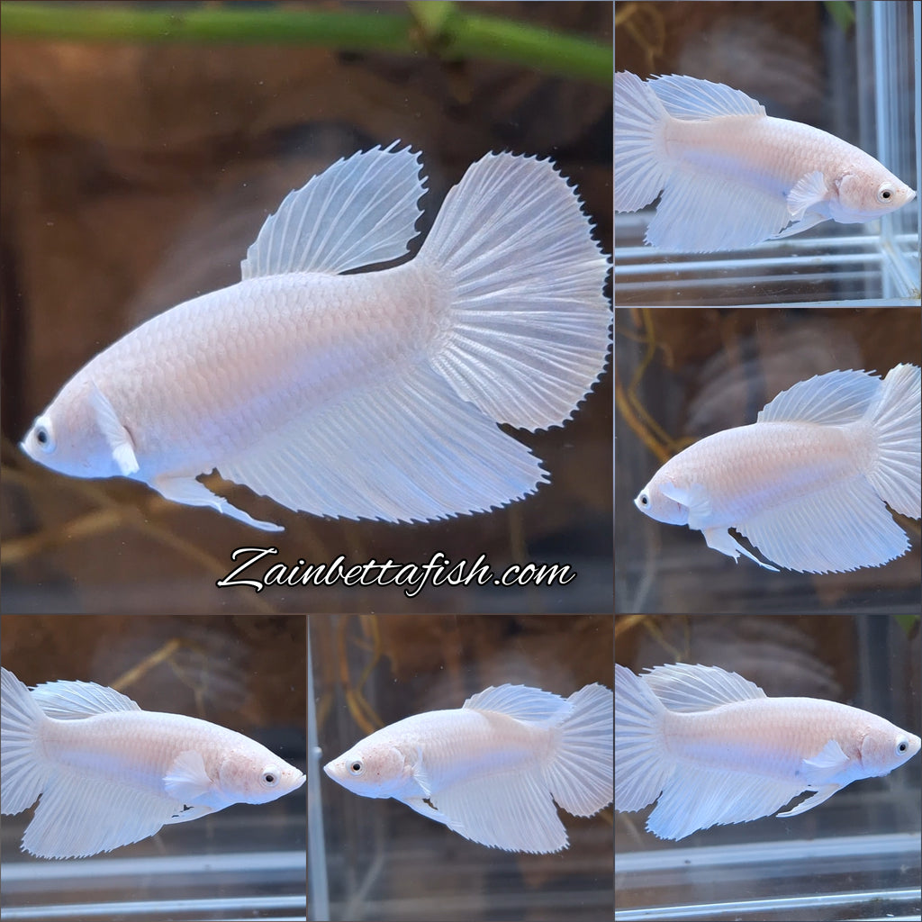 Halfmoon White Platinum Female Betta Fish For Sorority / Breed