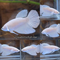Halfmoon White Platinum Female Betta Fish For Sorority / Breed