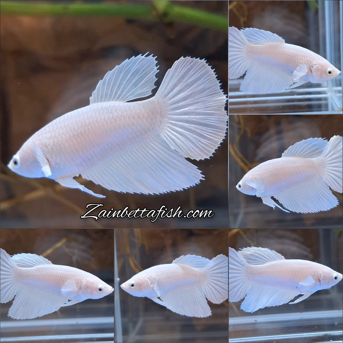 Halfmoon White Platinum Female Betta Fish For Sorority / Breed