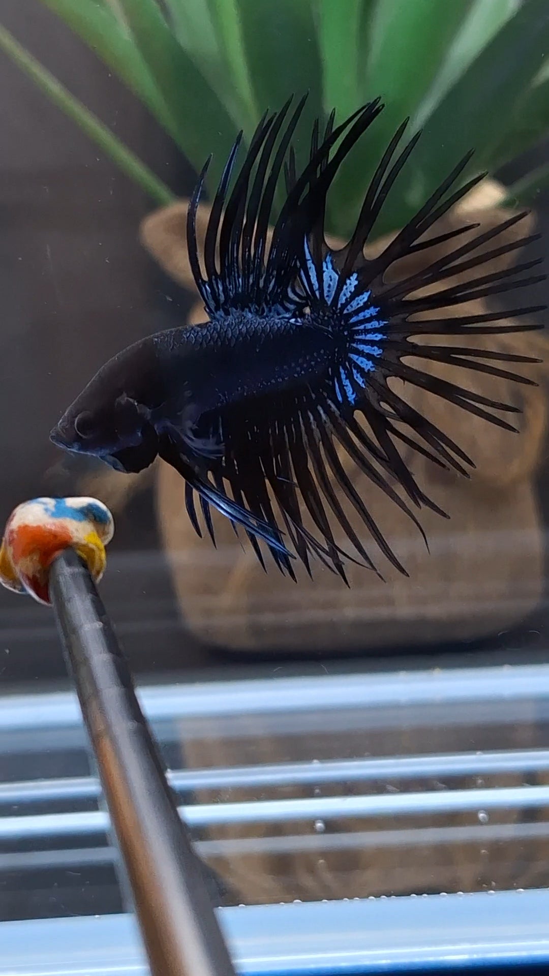 Crowntail Black Orchid Betta Fish Male