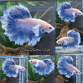Halfmoon Feathertail Dumbo Grizzle Betta Fish Male
