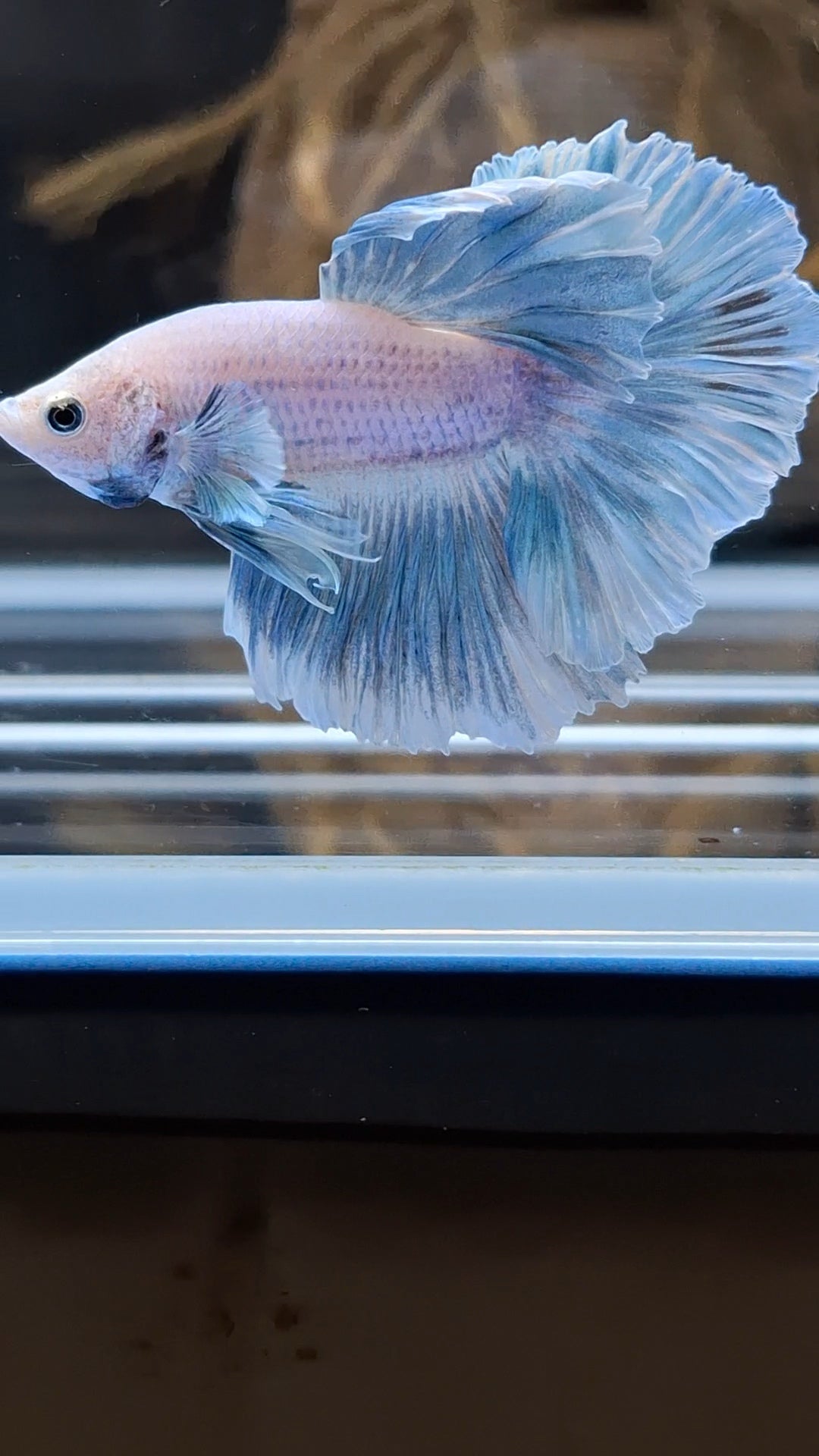 Halfmoon Feathertail Dumbo Ear Blue Sky Betta Fish Male