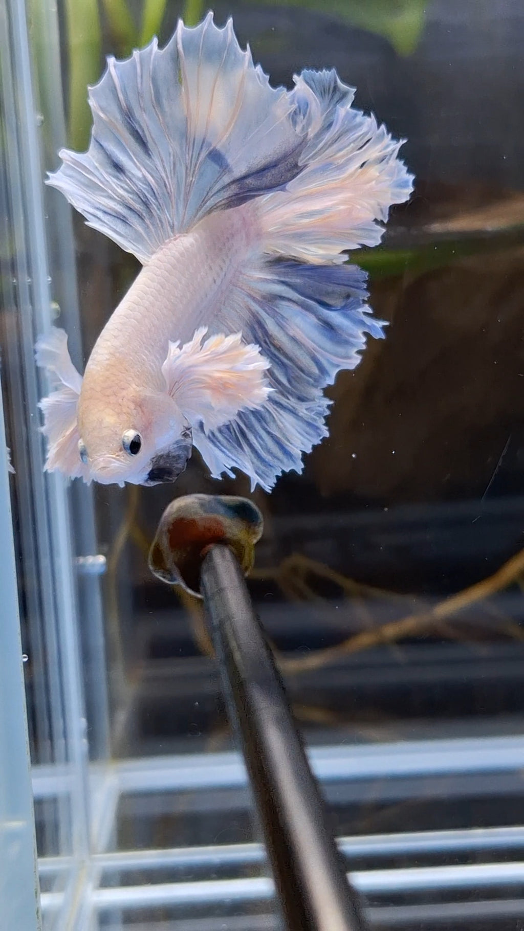 King Feathertail Halfmoon Rose Dumbo Ear Premium Rare Betta Fish Male