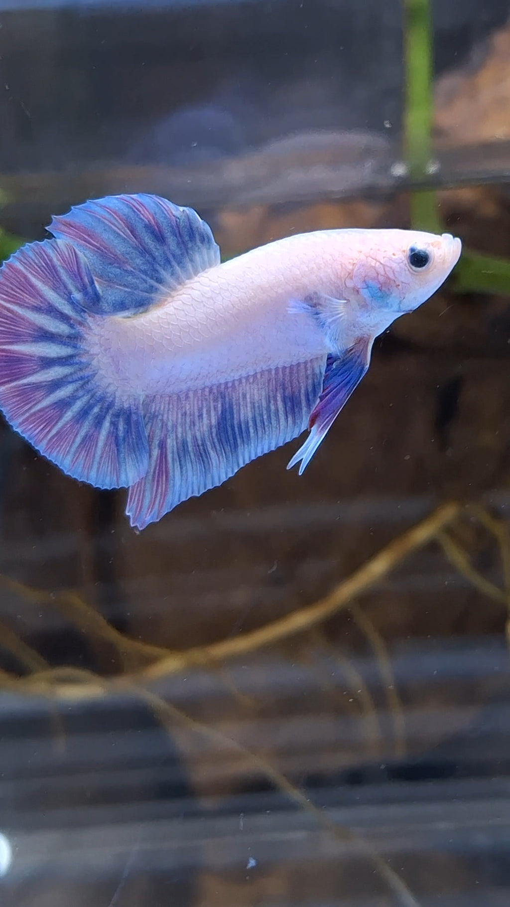 Hologram Aurora Pink Purple Plakat HMPK Rare Betta Fish Male