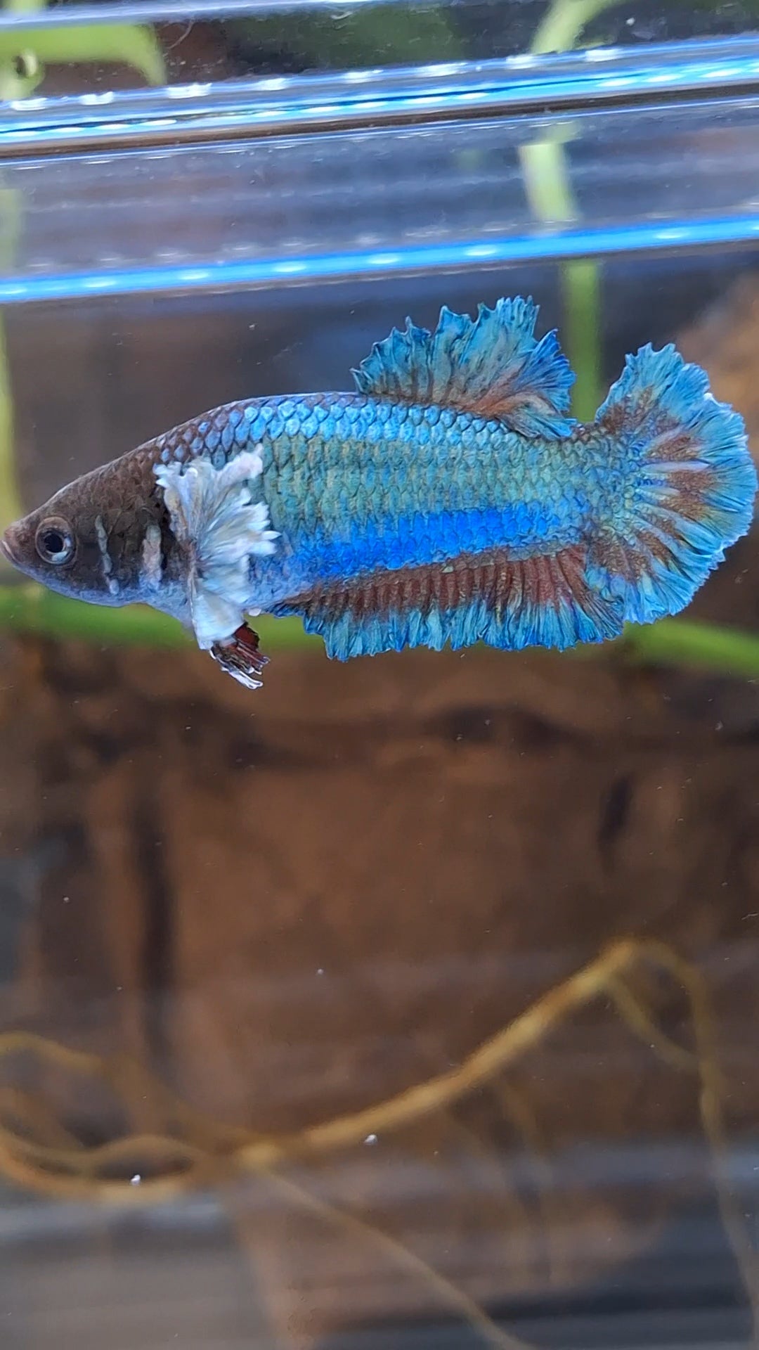 King Feathertail Rose Dumbo Ear Green Turquoise Female Betta Fish For Sorority / Breed
