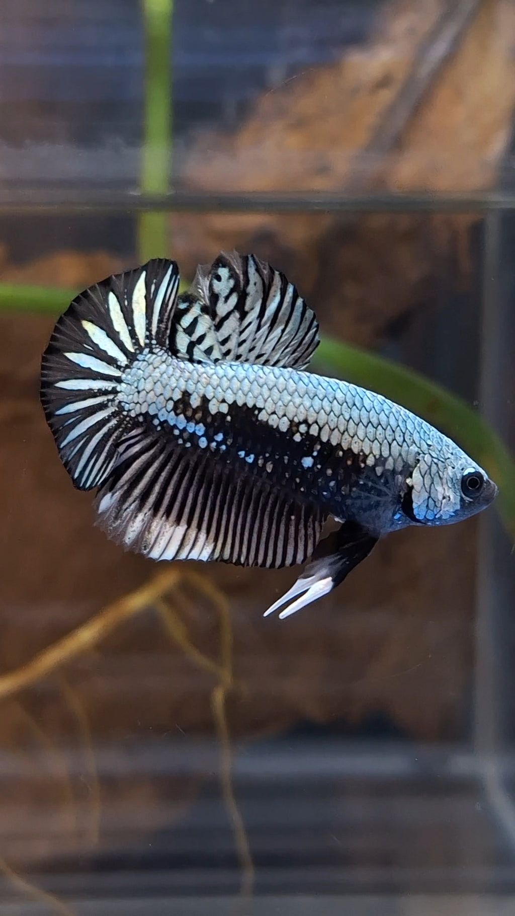 Samurai Plakat HMPK Betta Fish Male