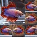 Crowntail Double Tail CTPKDT Rare Betta Fish Male