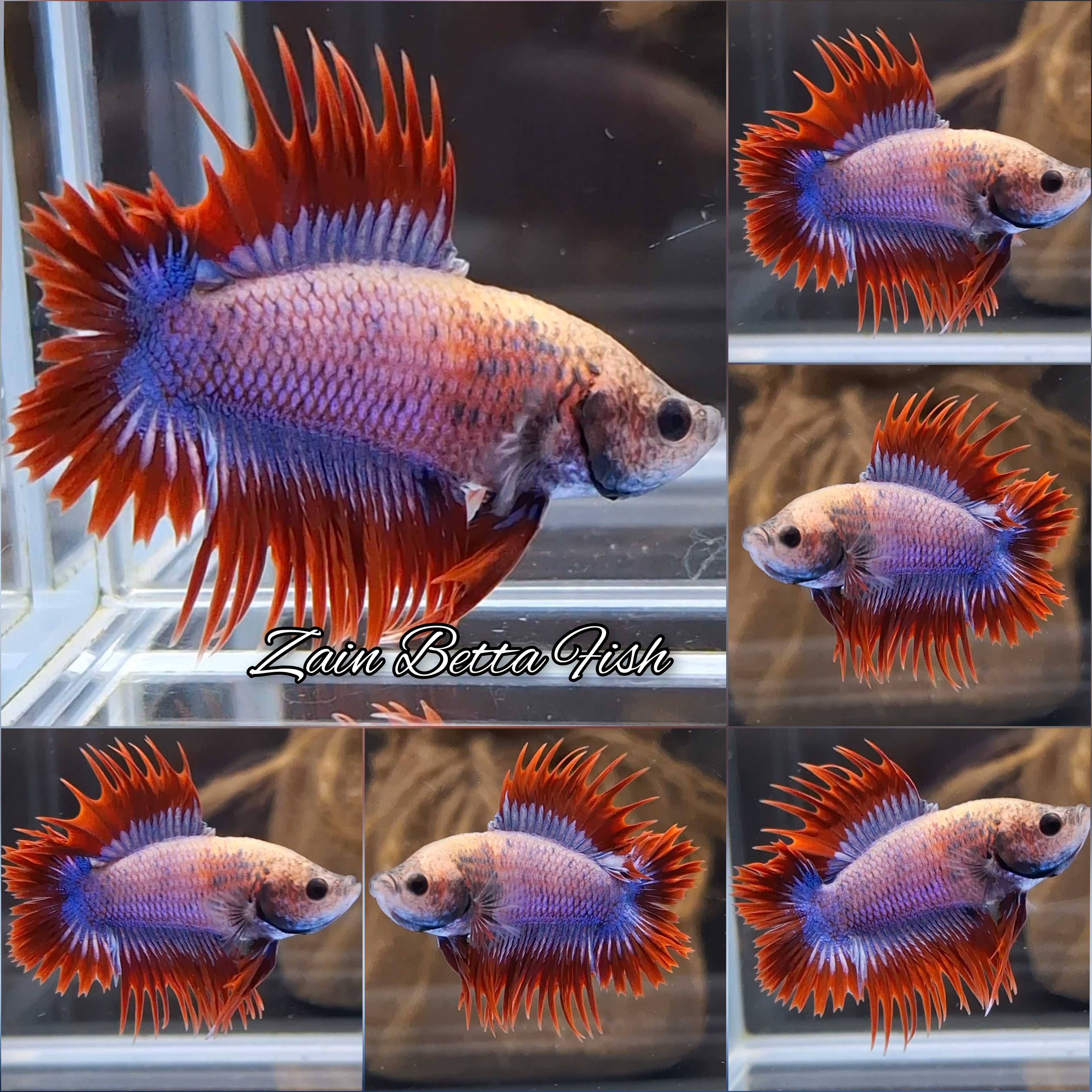Crowntail Double Tail CTPKDT Rare Betta Fish Male