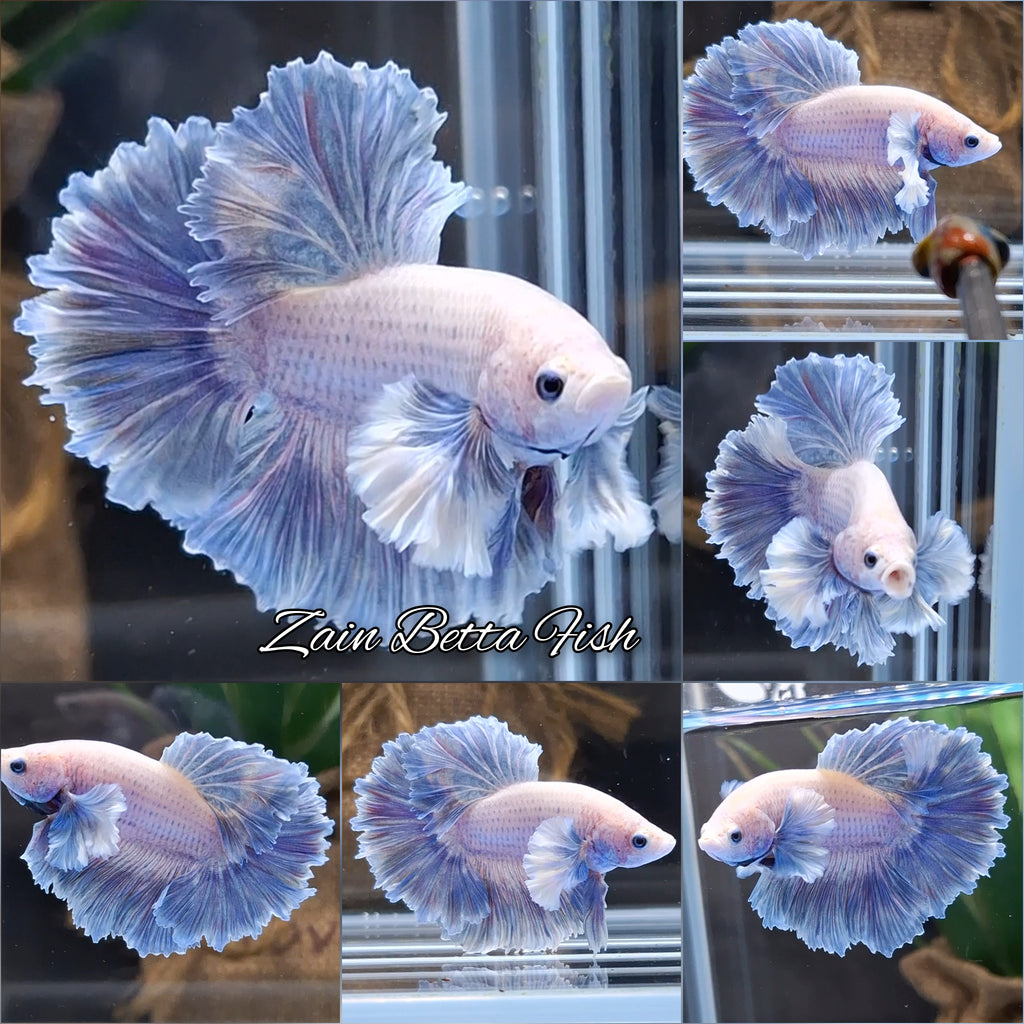 King Feathertail Rose Dumbo Ear Grizzle Betta Fish Male