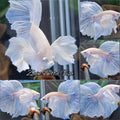 Super Dumbo Ear White Unicorn Skyblue Halfmoon Betta Fish Male
