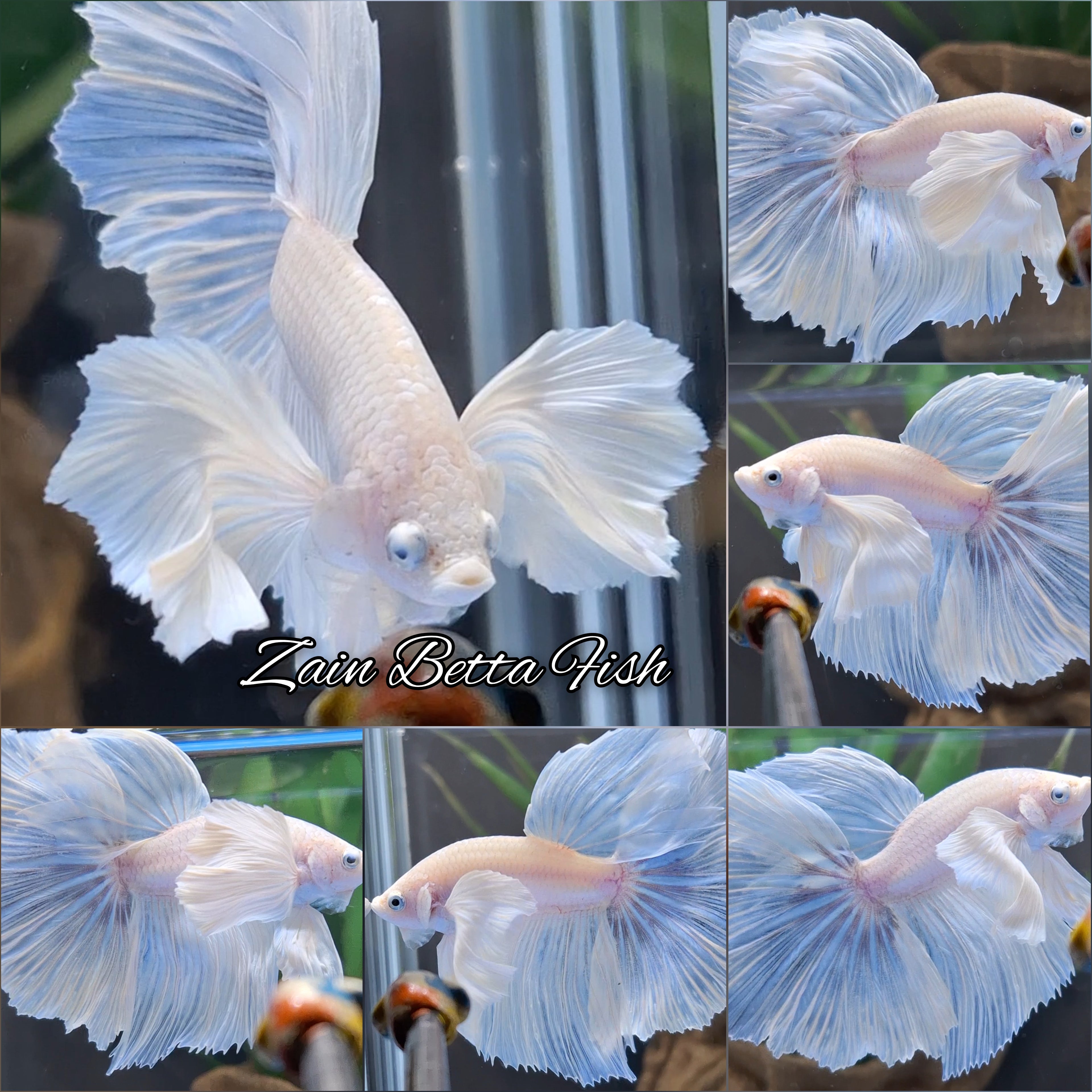 Super Dumbo Ear White Unicorn Skyblue Halfmoon Betta Fish Male