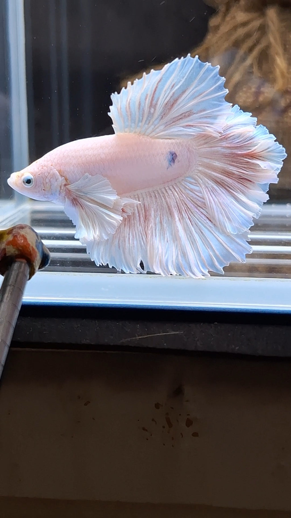 Halfmoon King Feathertail Rose Dumbo Ear Pink Butterfly Betta Fish Male