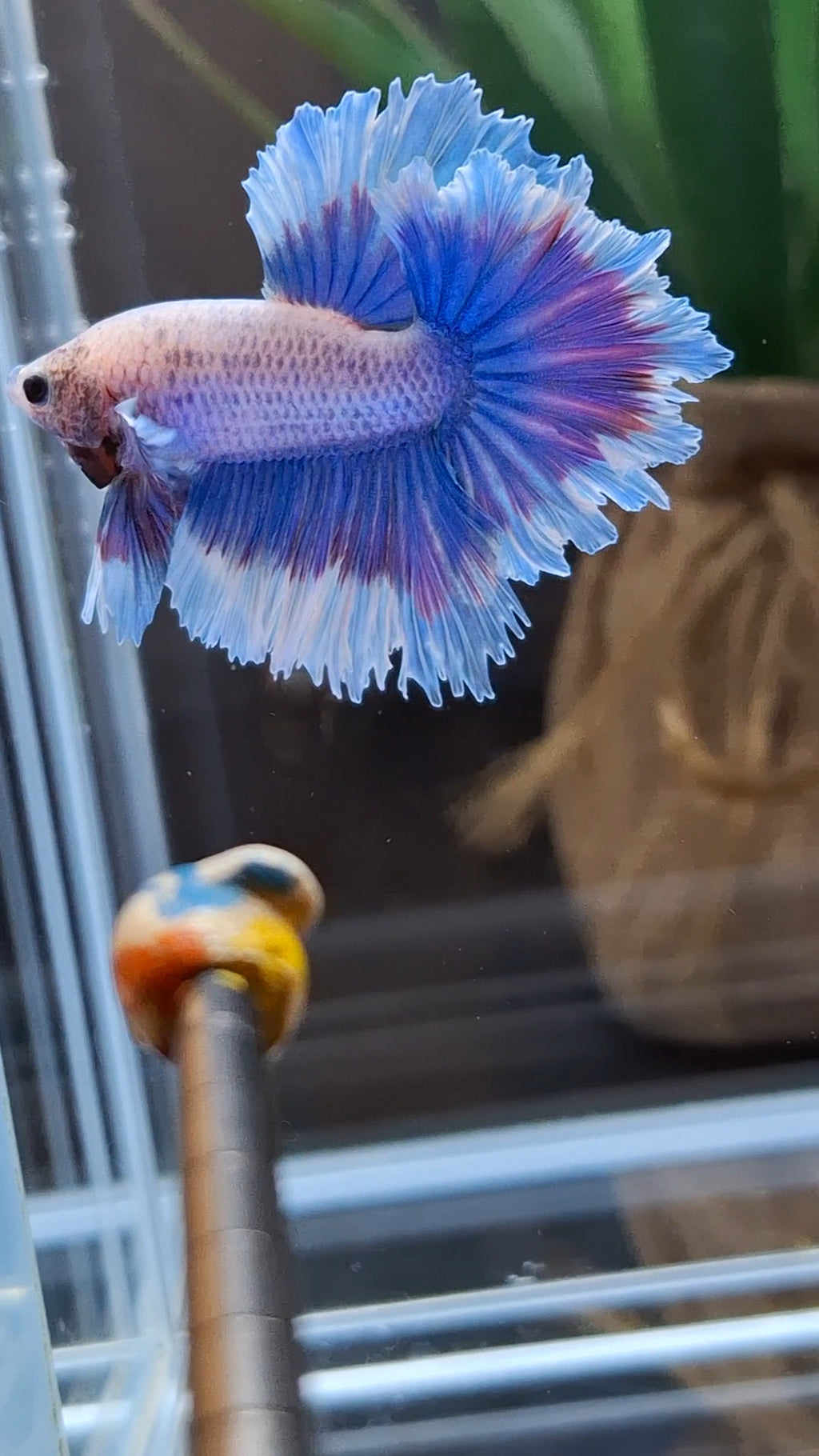 Feathertail Grizzle Aurora Purple Butterfly Betta Fish Male