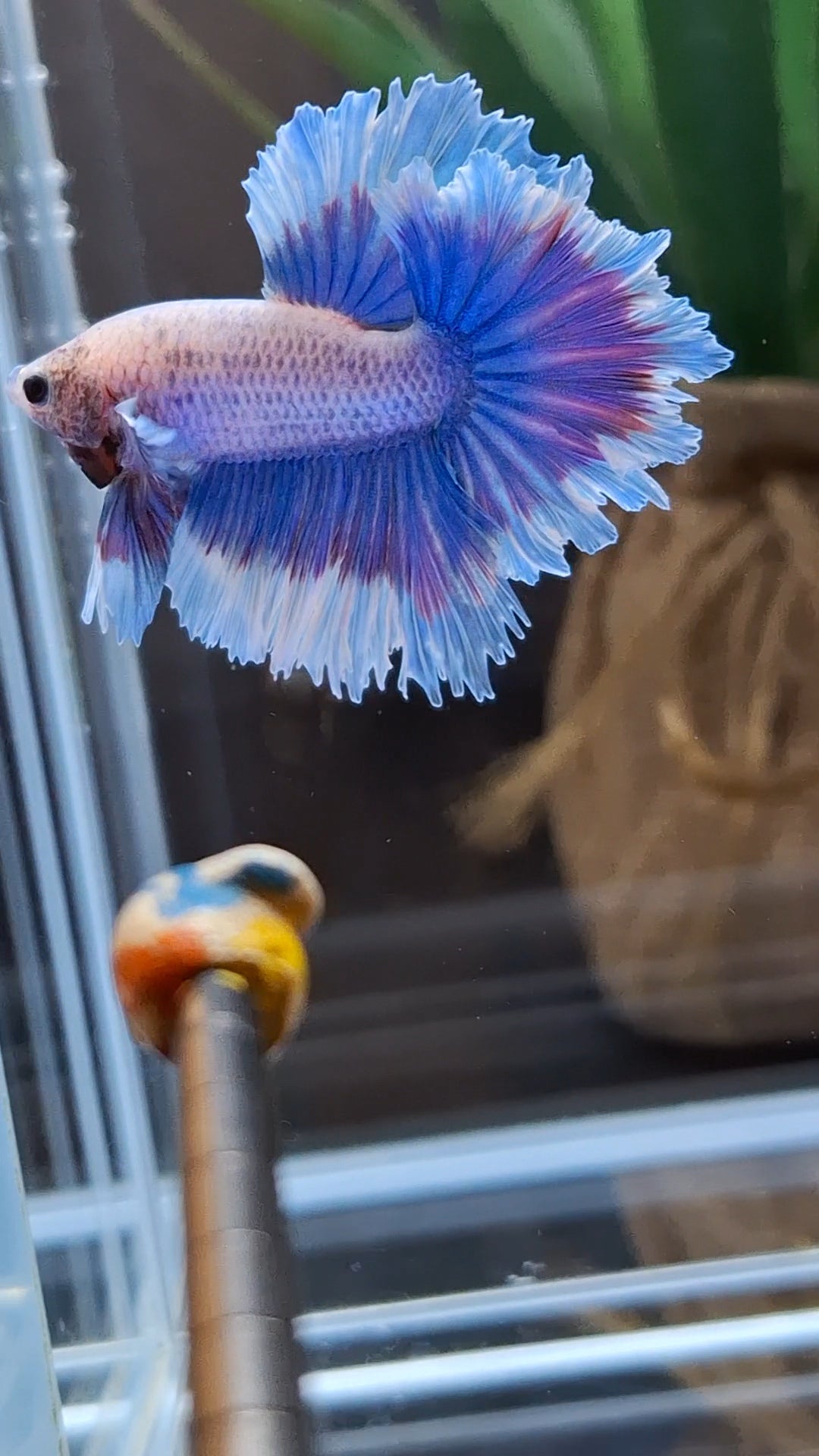 Feathertail Grizzle Aurora Purple Butterfly Betta Fish Male