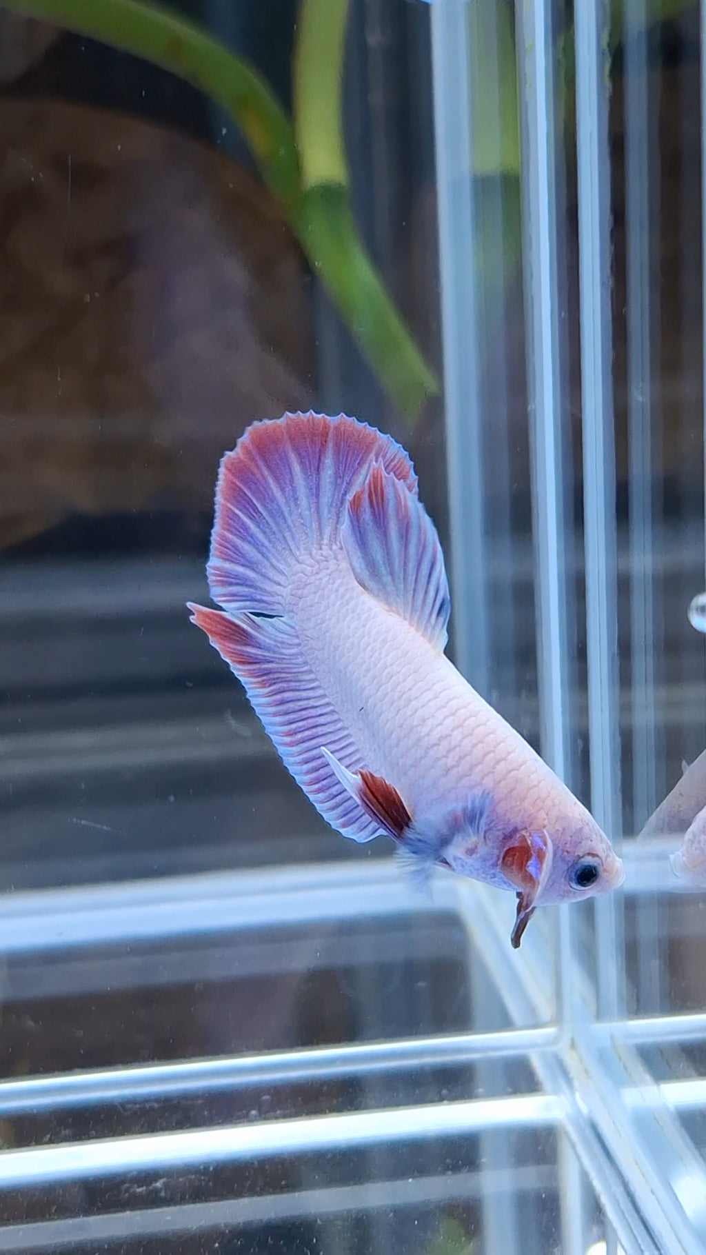 Hologram Aurora Pink Purple Plakat HMPK Rare Betta Fish Male