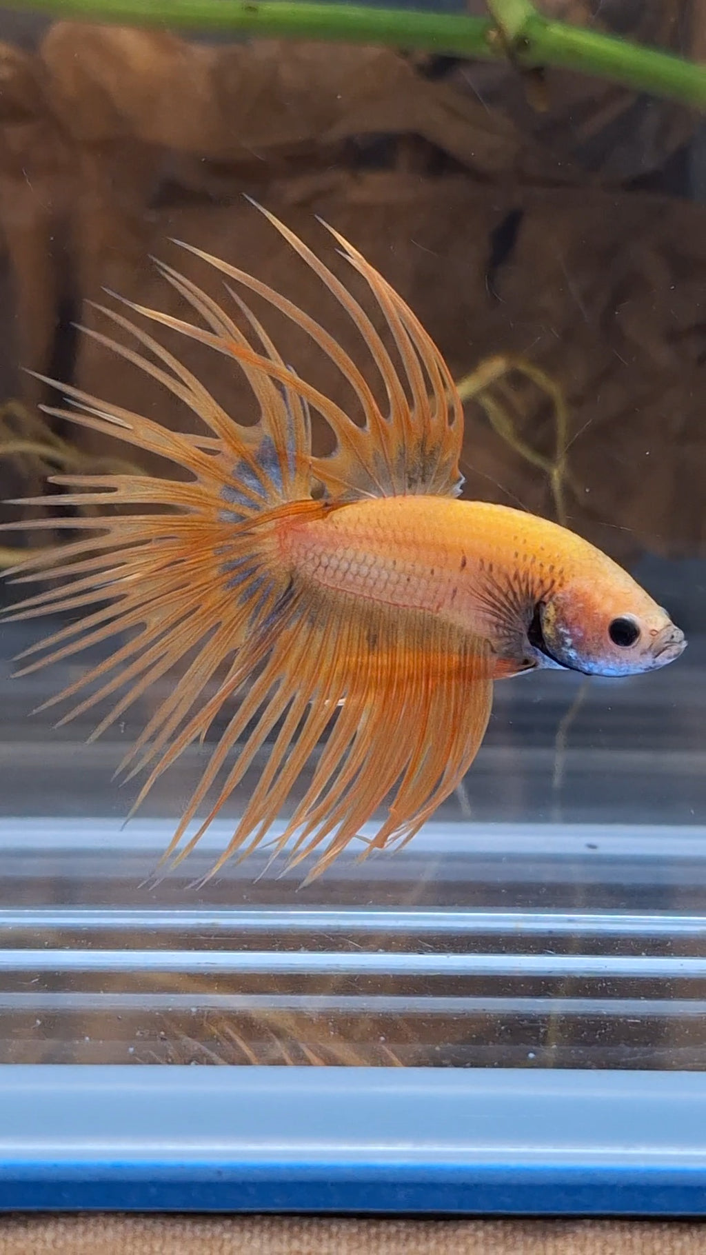 Crowntail Betta Fish Male