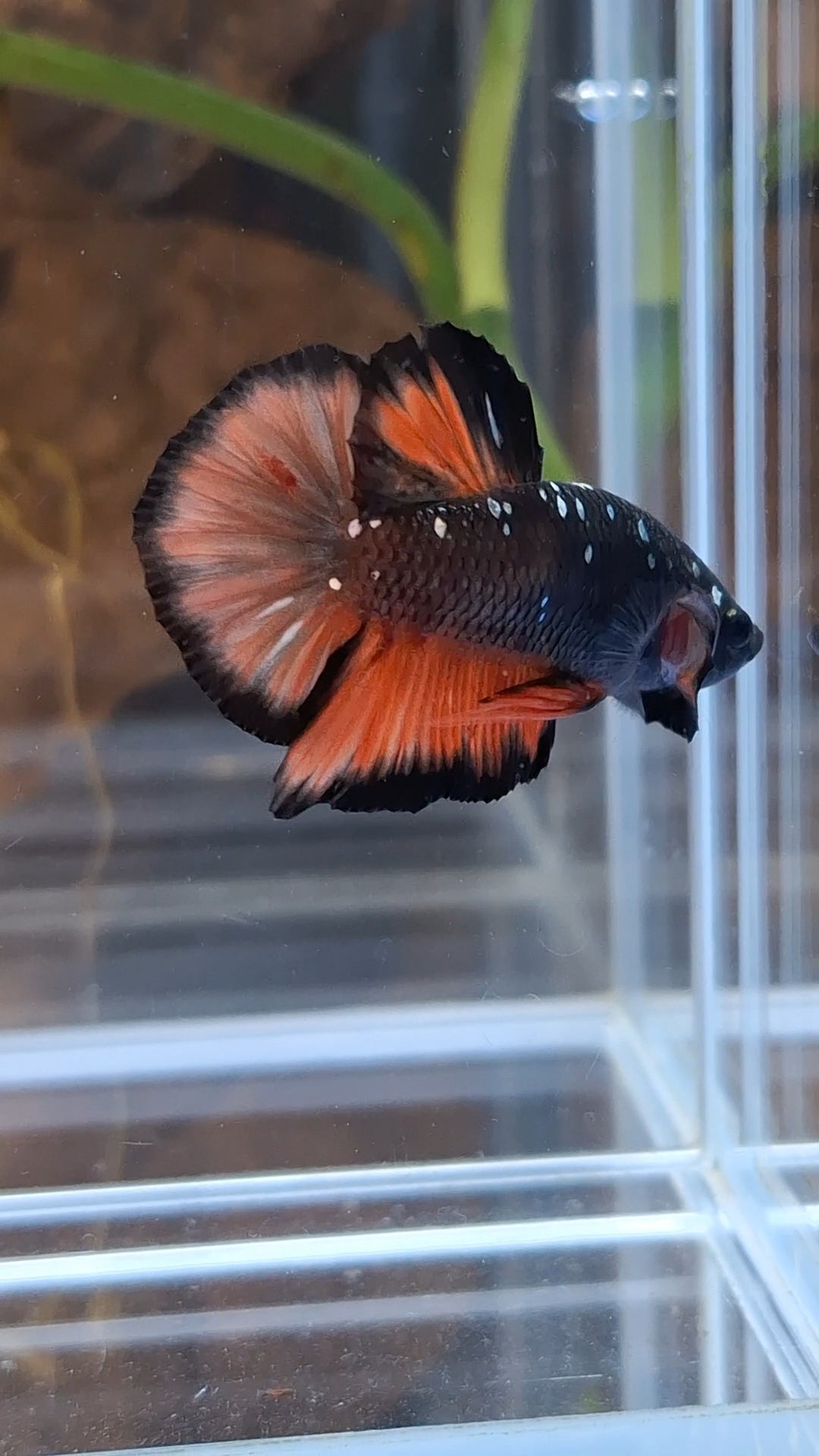 Avatar Nemo Copper Gold Black Variation Plakat HMPK Betta Fish Male