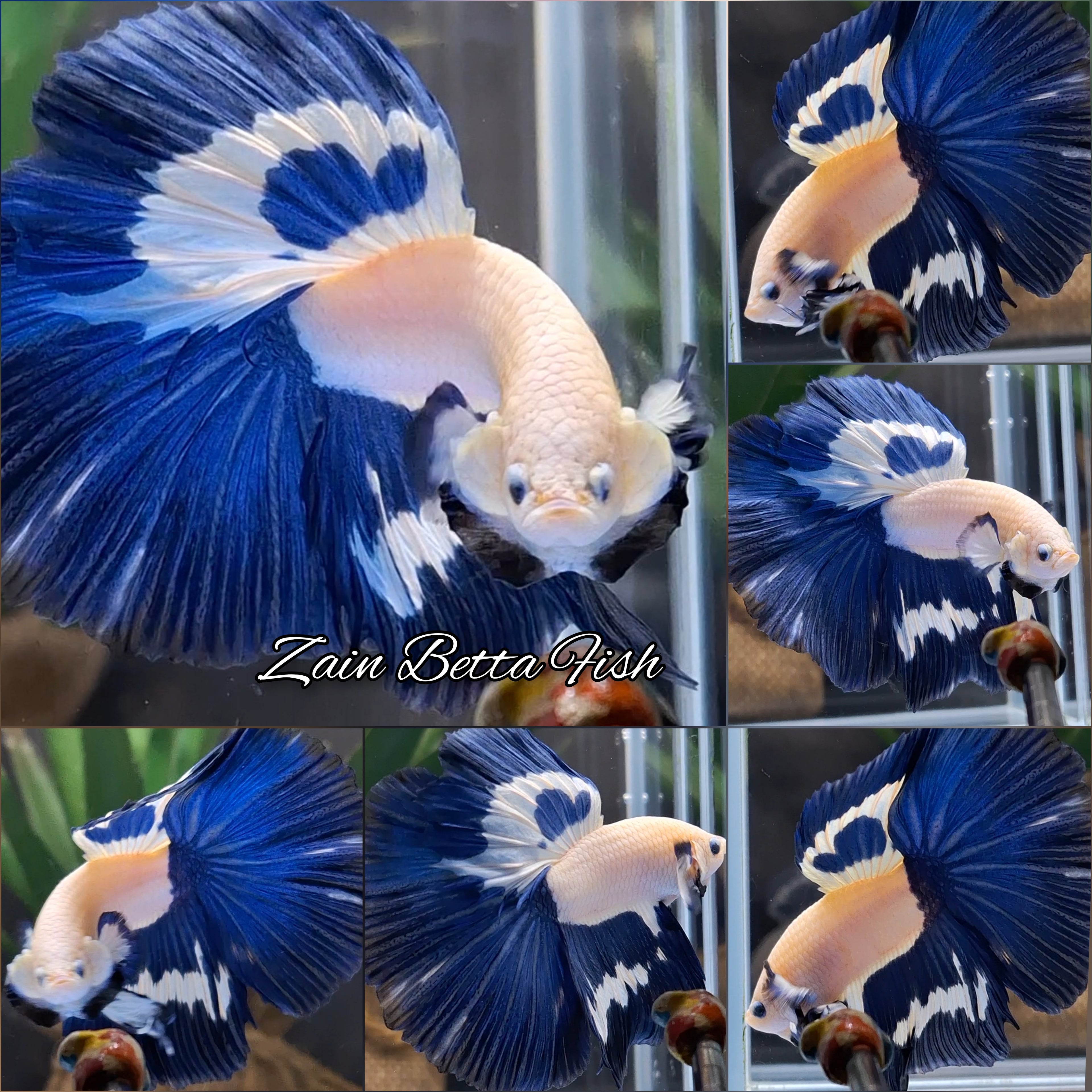 Halfmoon Blue Rim Betta Fish Male