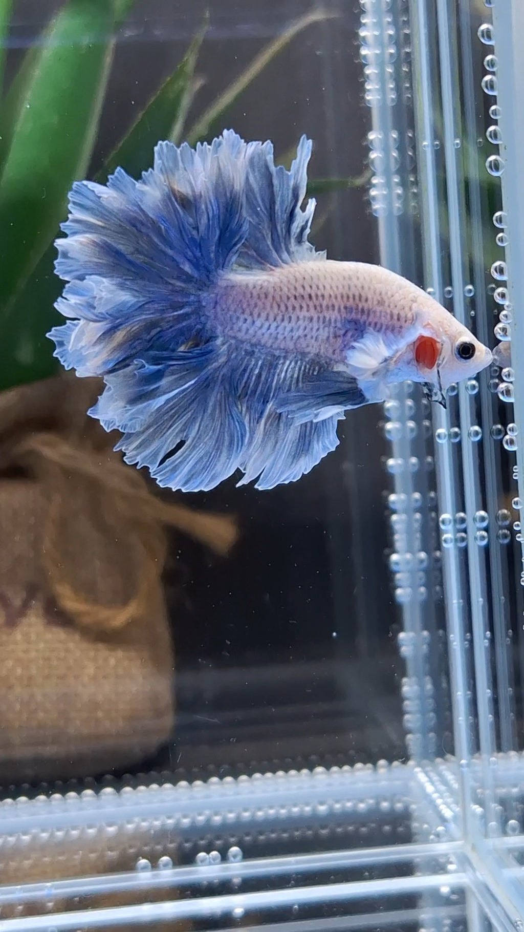 Halfmoon King Feathertail Grizzle Betta Fish Male