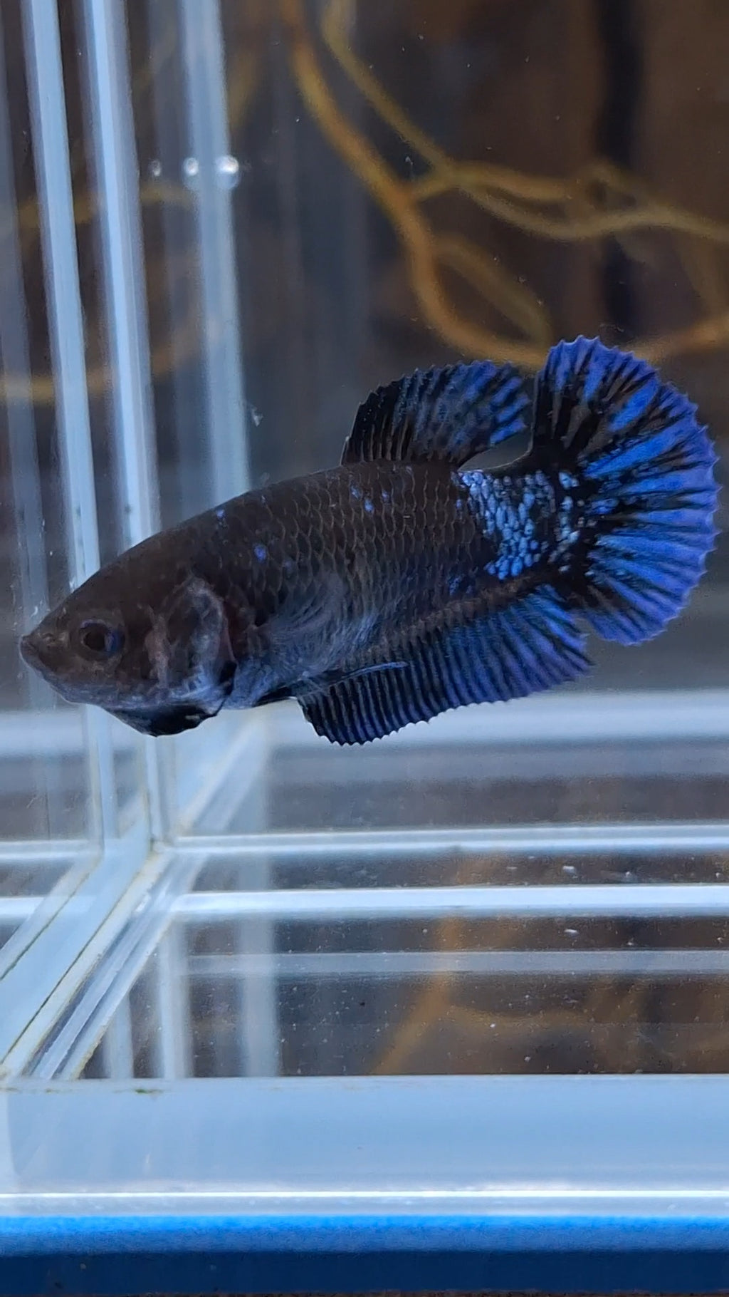 Avatar Black Blue Light Plakat Female Betta Fish For Sorority / Breed